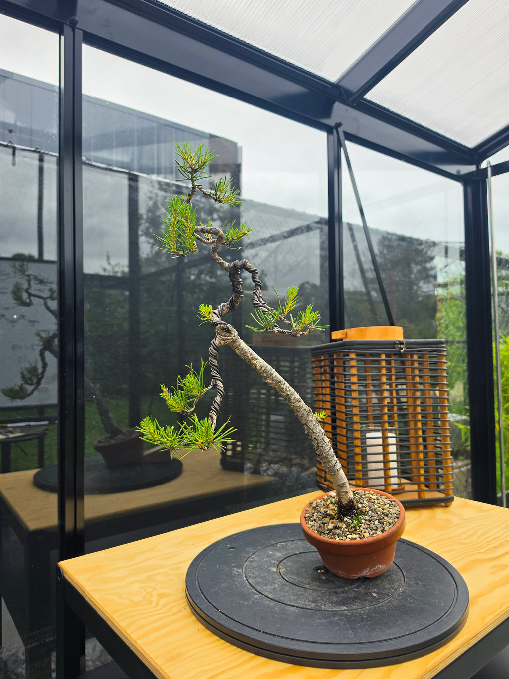 Pinus sylvestris pre bonsai No.1