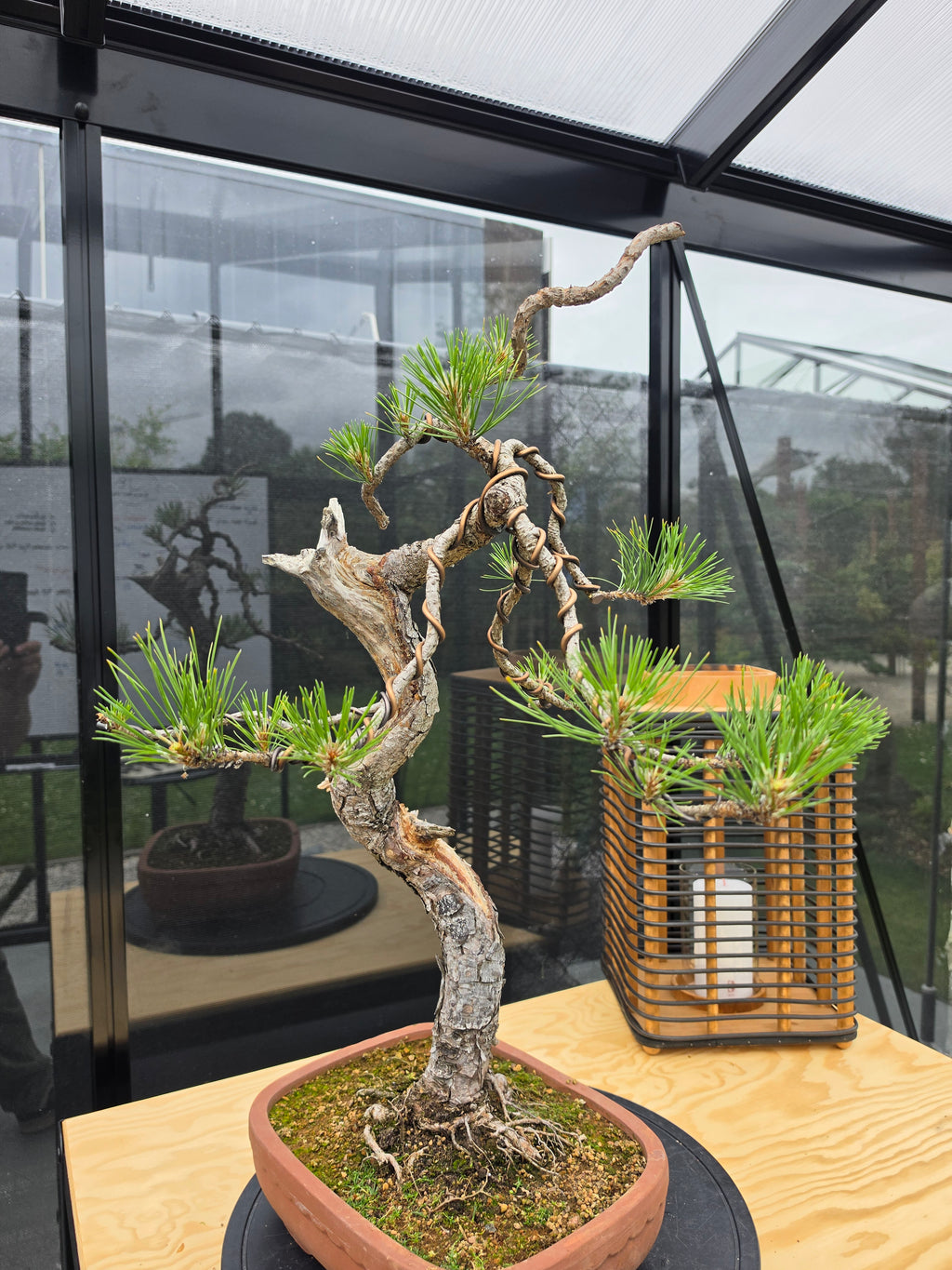 Pinus thunbergii Pre-Bonsai No.22