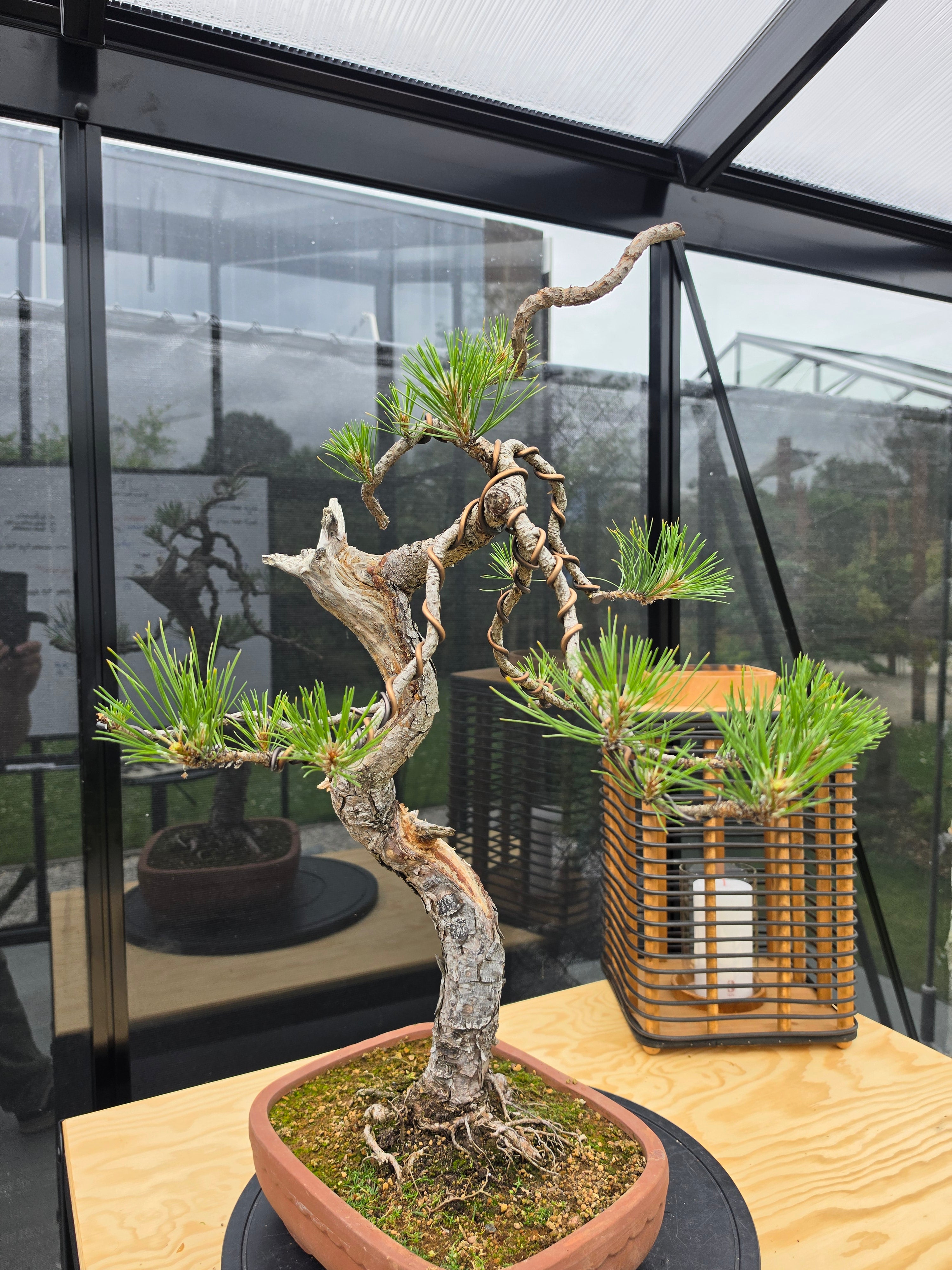 Pinus thunbergii Pre-Bonsai No.22