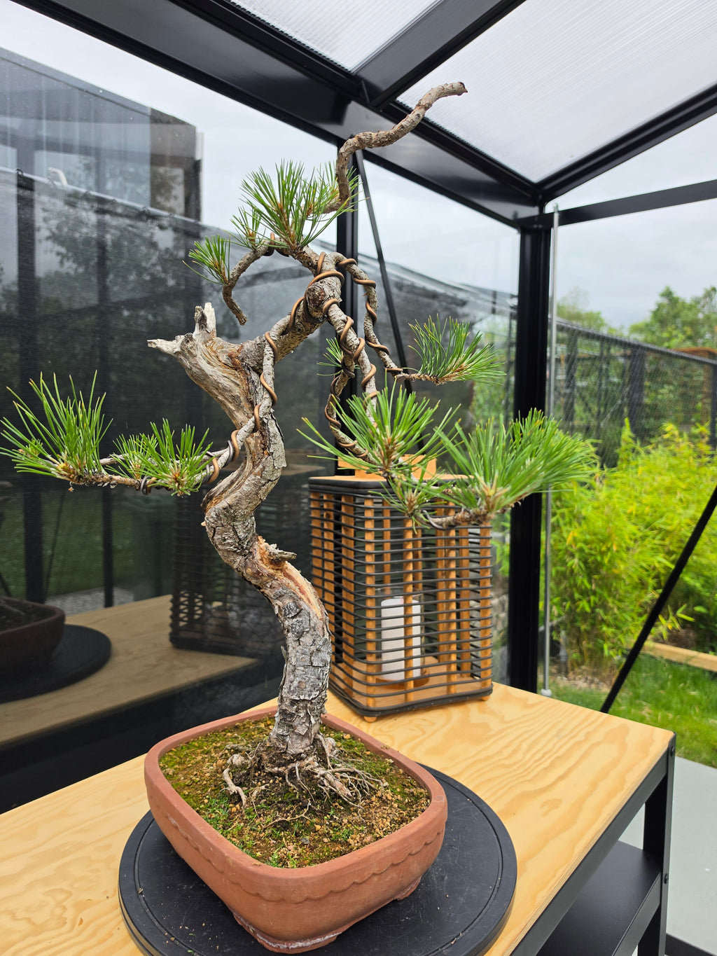 Pinus thunbergii Pre-Bonsai No.22