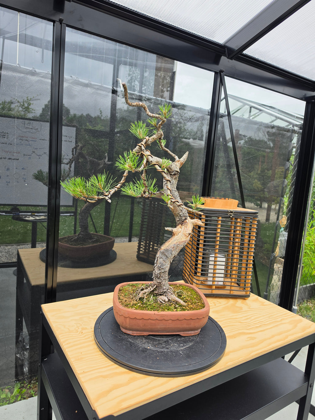 Pinus thunbergii Pre-Bonsai No.22