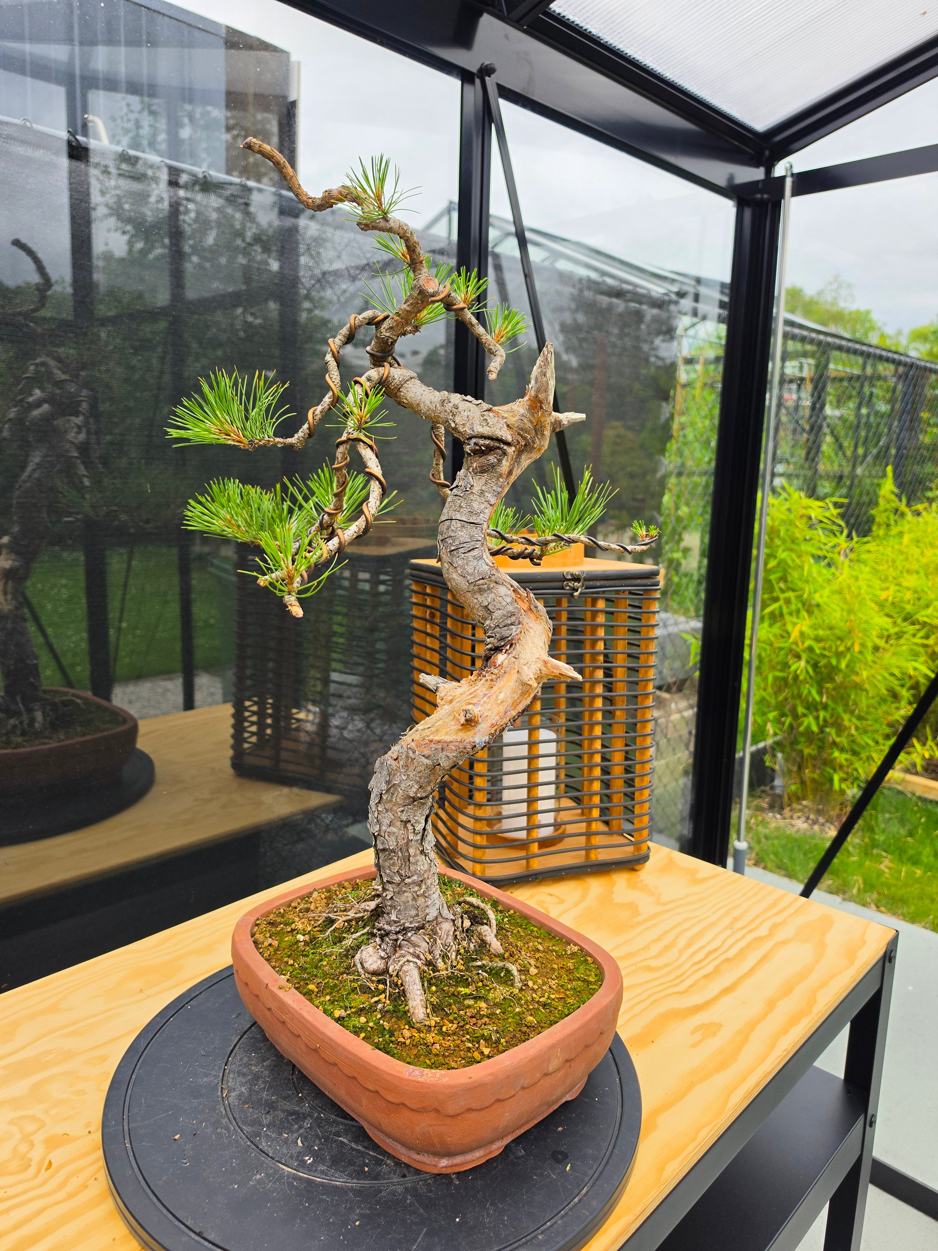 Pinus thunbergii Pre-Bonsai No.22