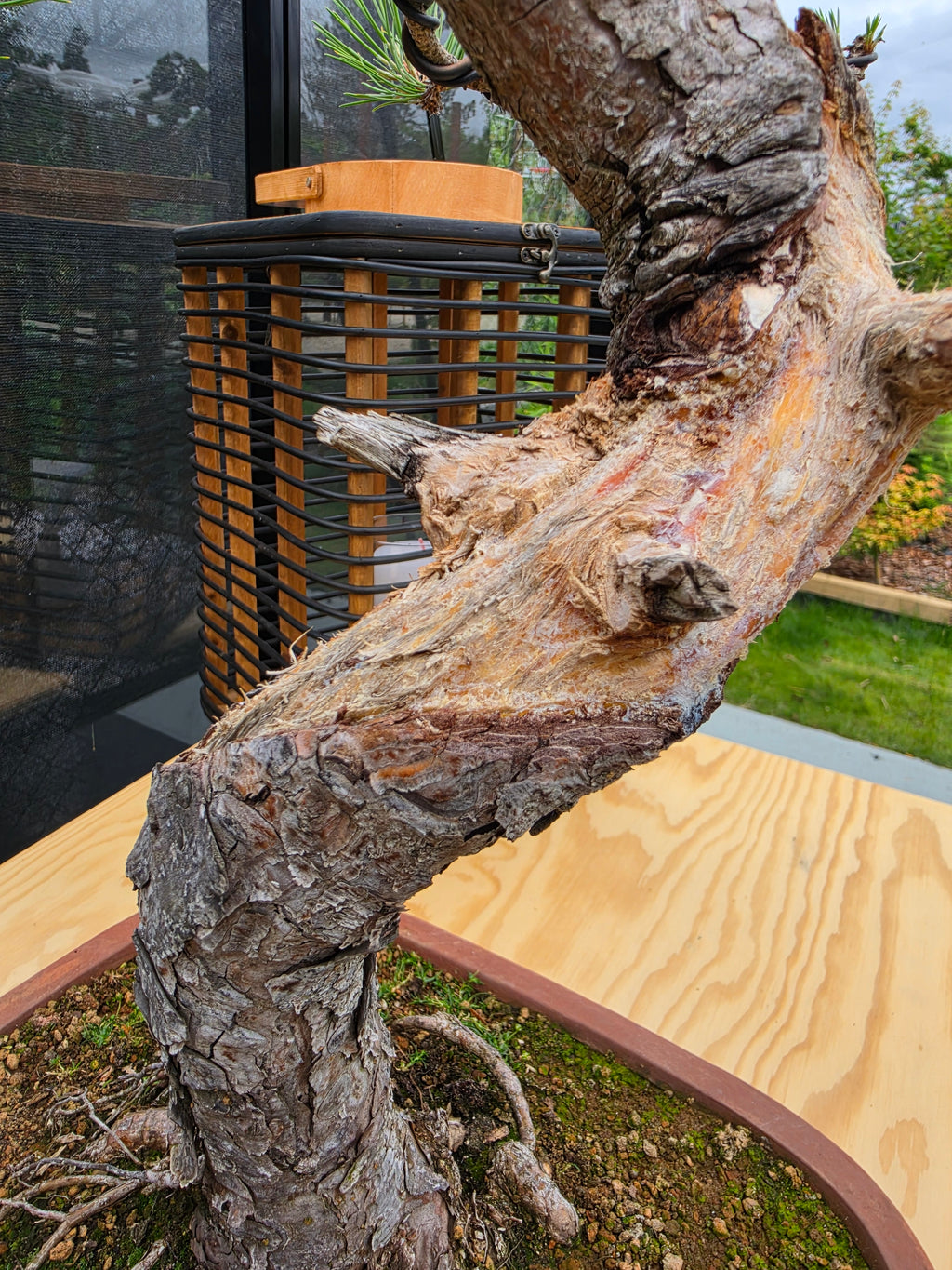 Pinus thunbergii Pre-Bonsai No.22