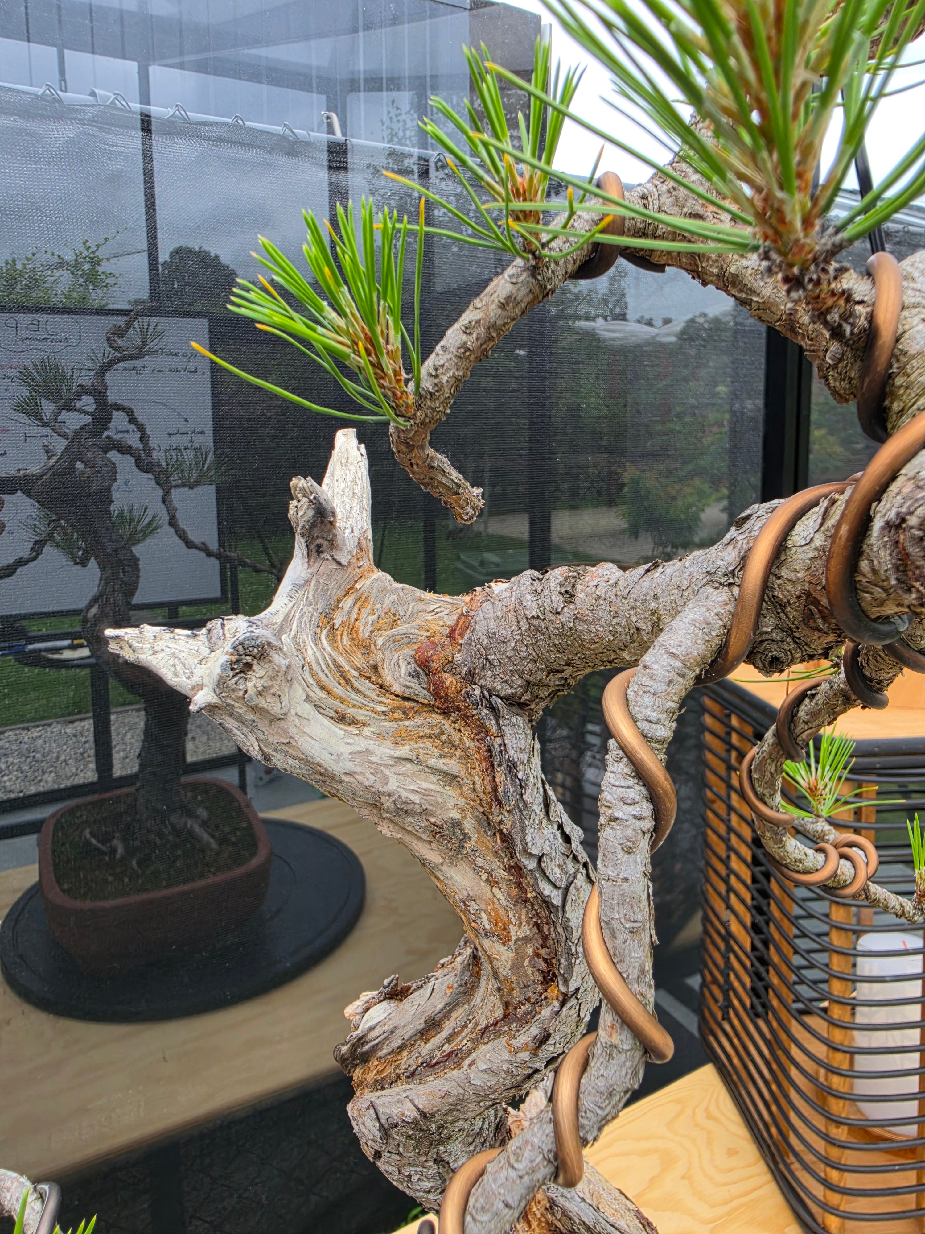 Pinus thunbergii Pre-Bonsai No.22