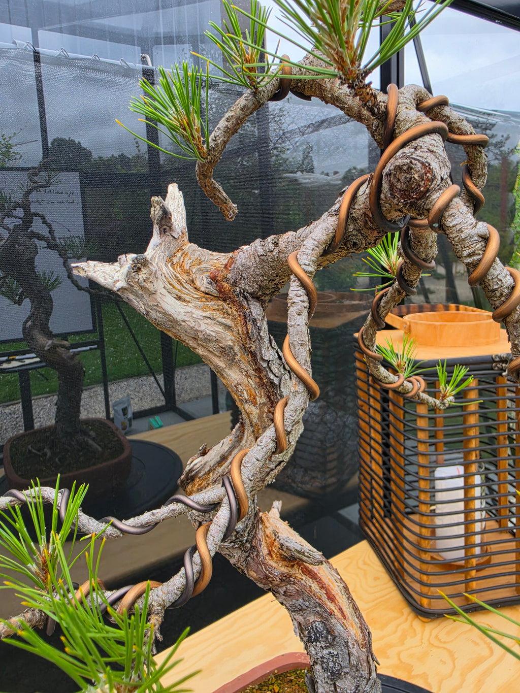 Pinus thunbergii Pre-Bonsai No.22