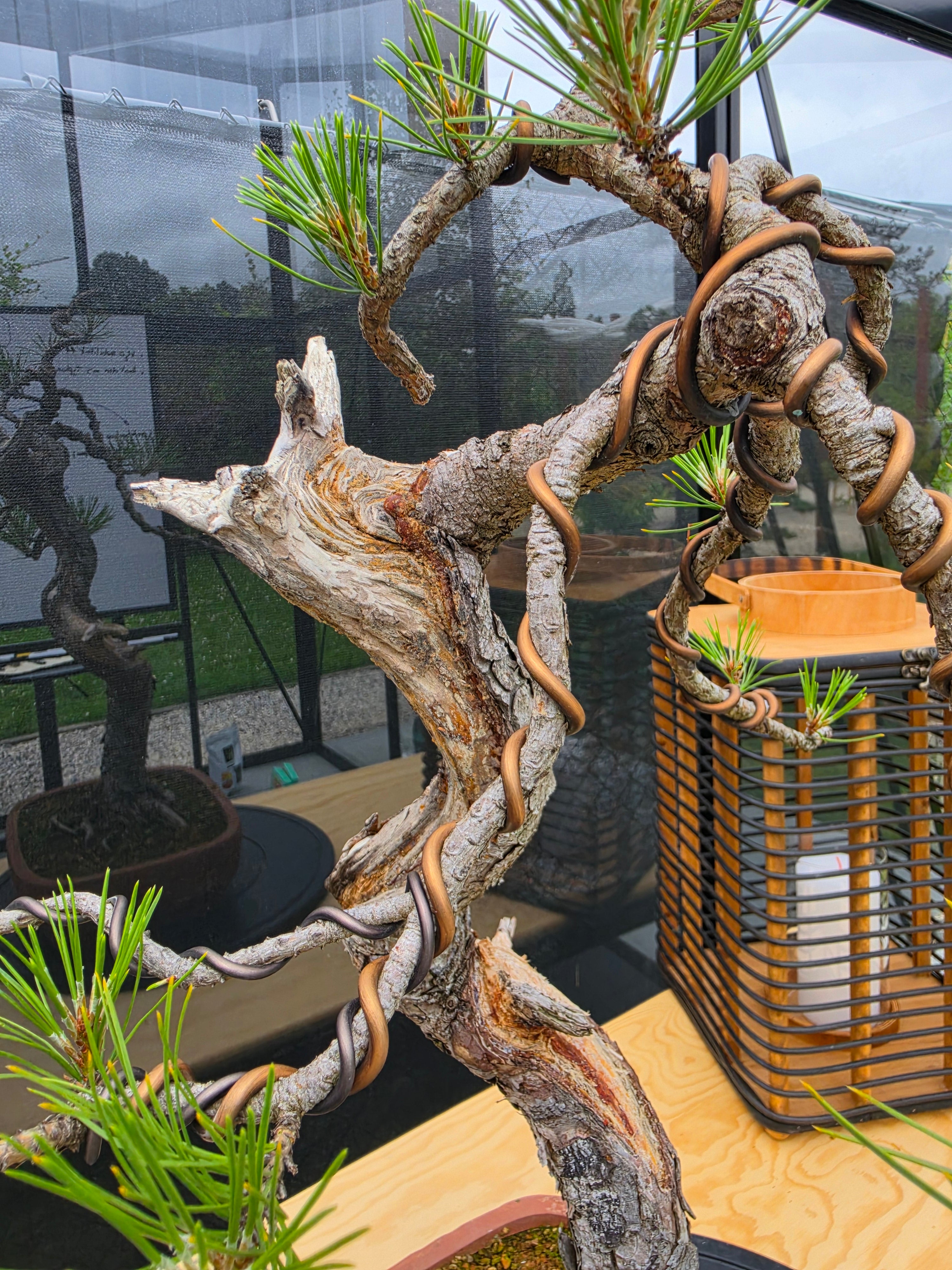 Pinus thunbergii Pre-Bonsai No.22