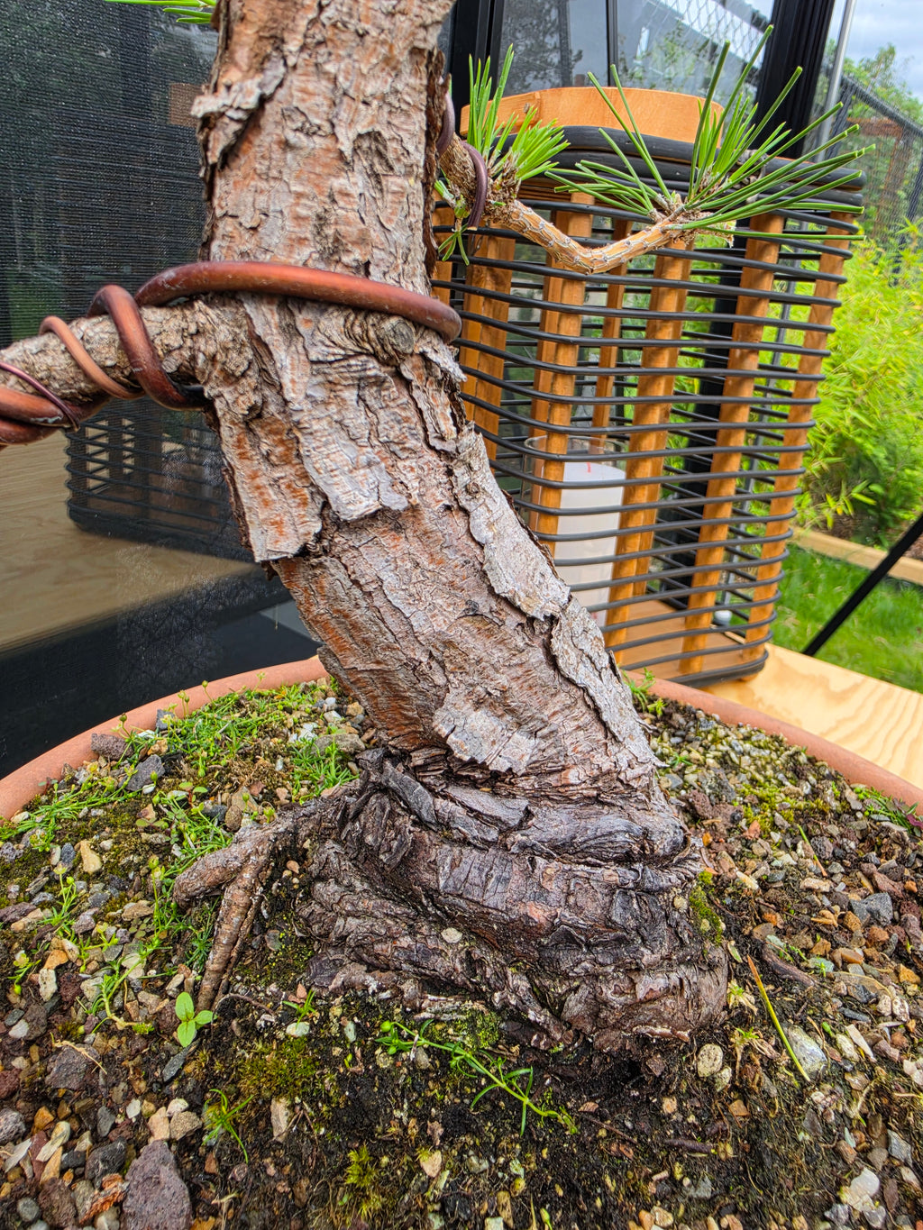 Pinus thunbergii Pre-Bonsai No.23