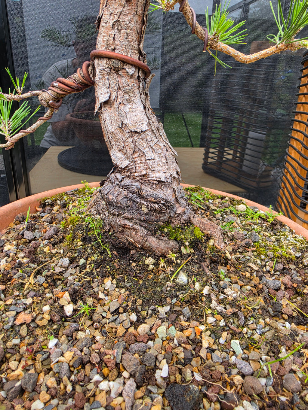 Pinus thunbergii Pre-Bonsai No.23