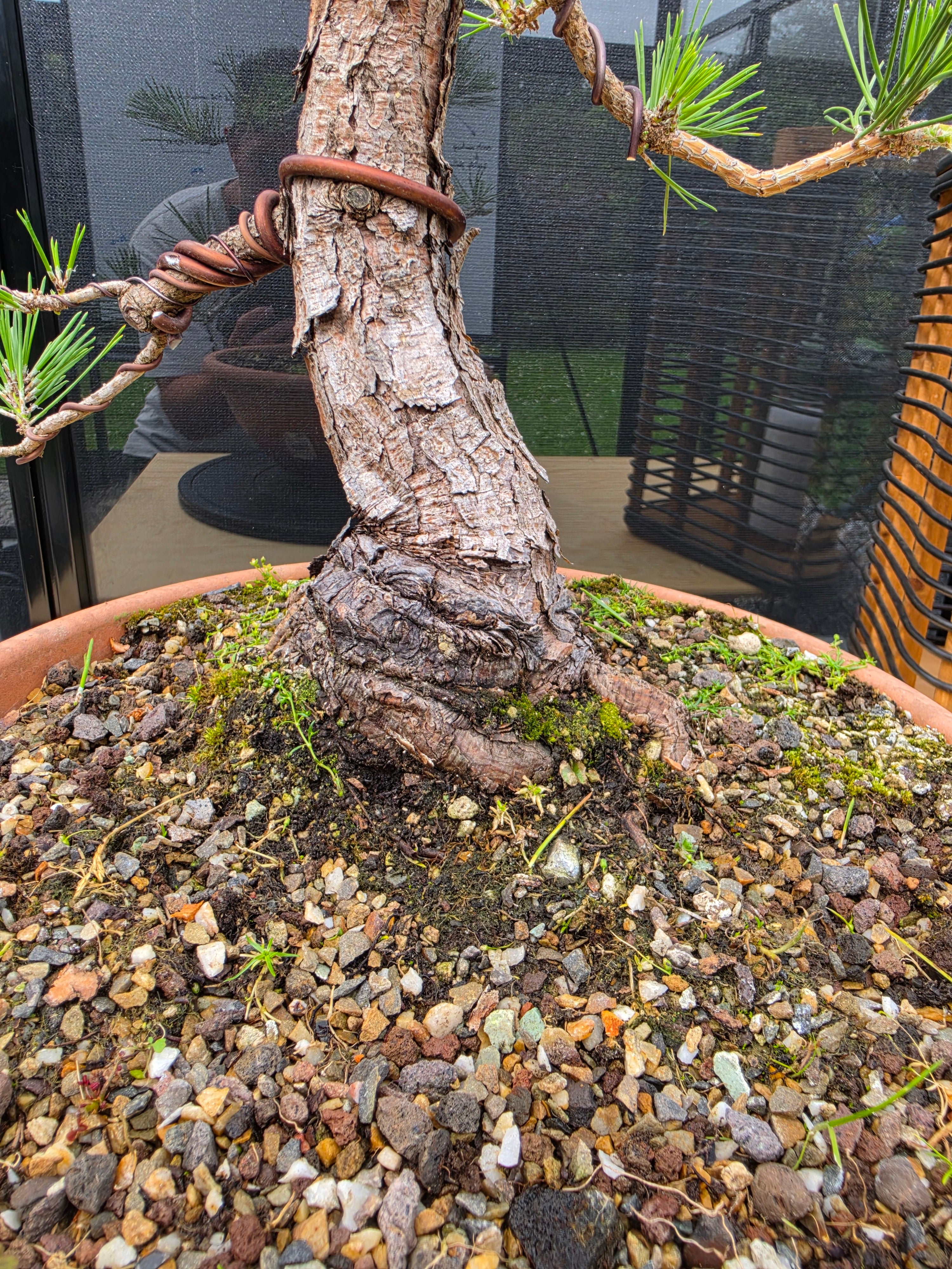 Pinus thunbergii Pre-Bonsai No.23