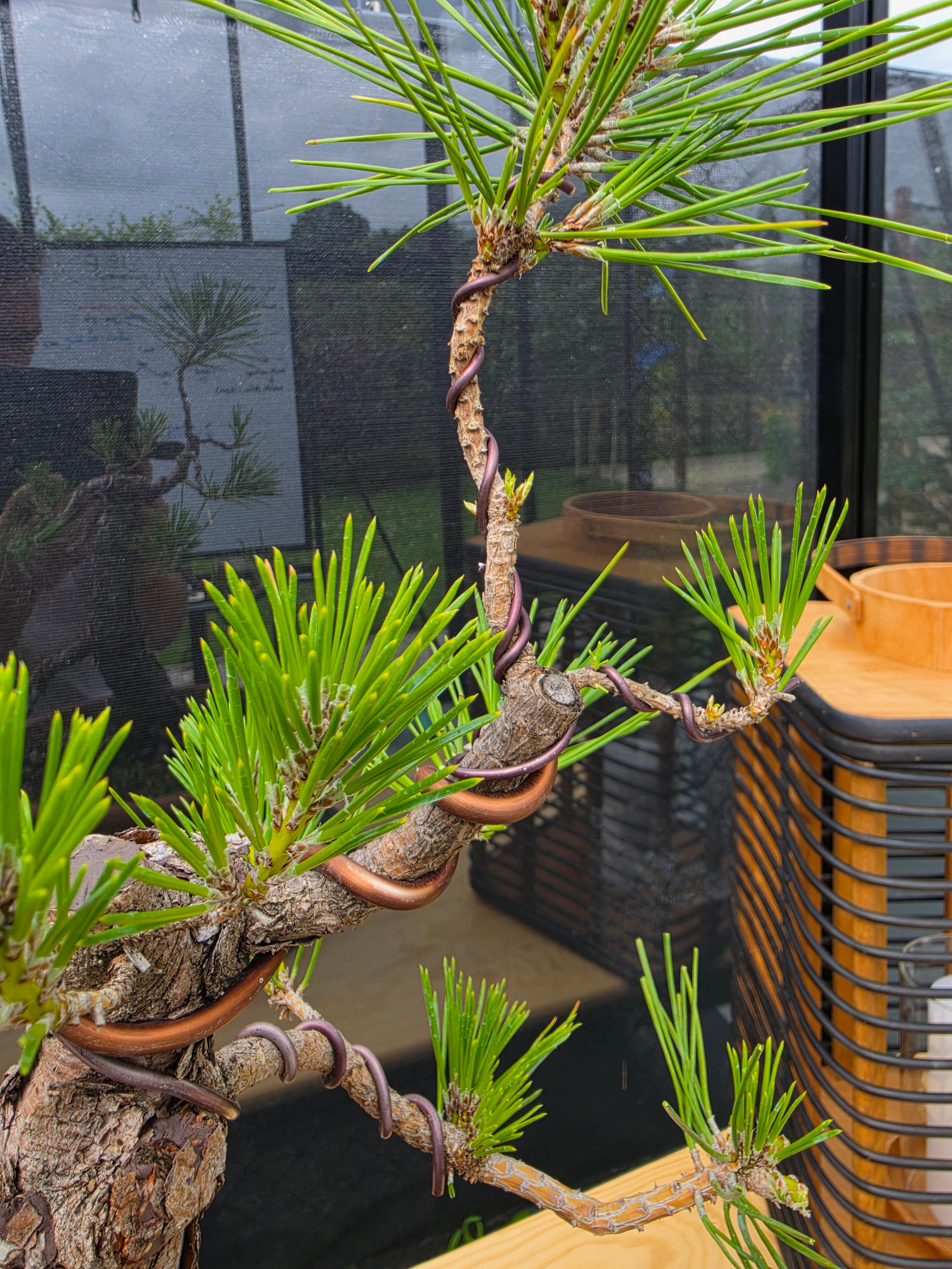 Pinus thunbergii Pre-Bonsai No.23