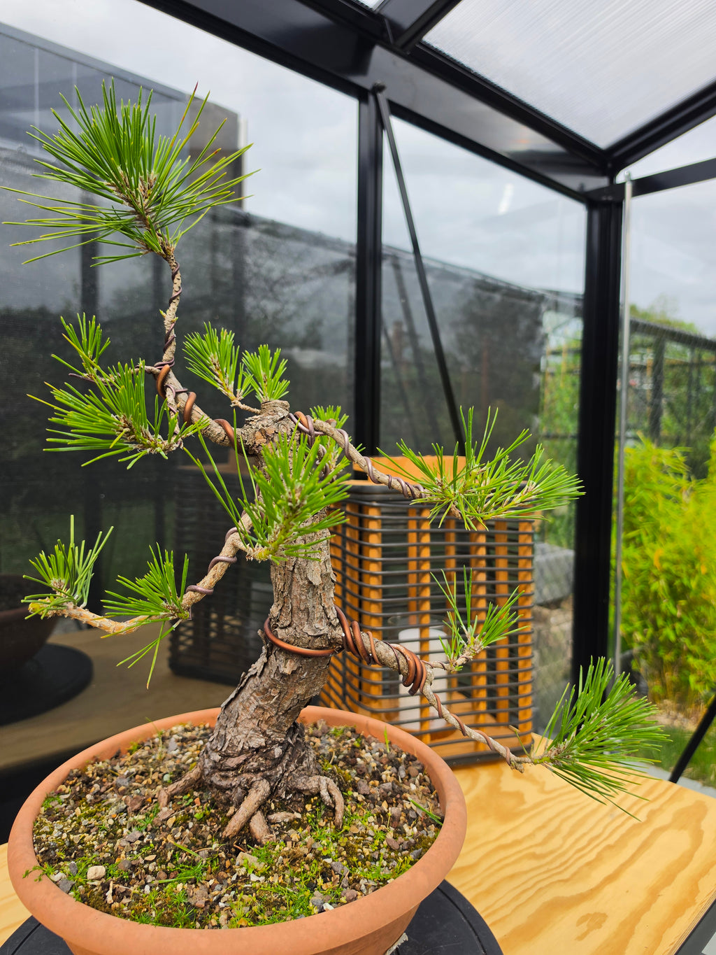 Pinus thunbergii Pre-Bonsai No.23