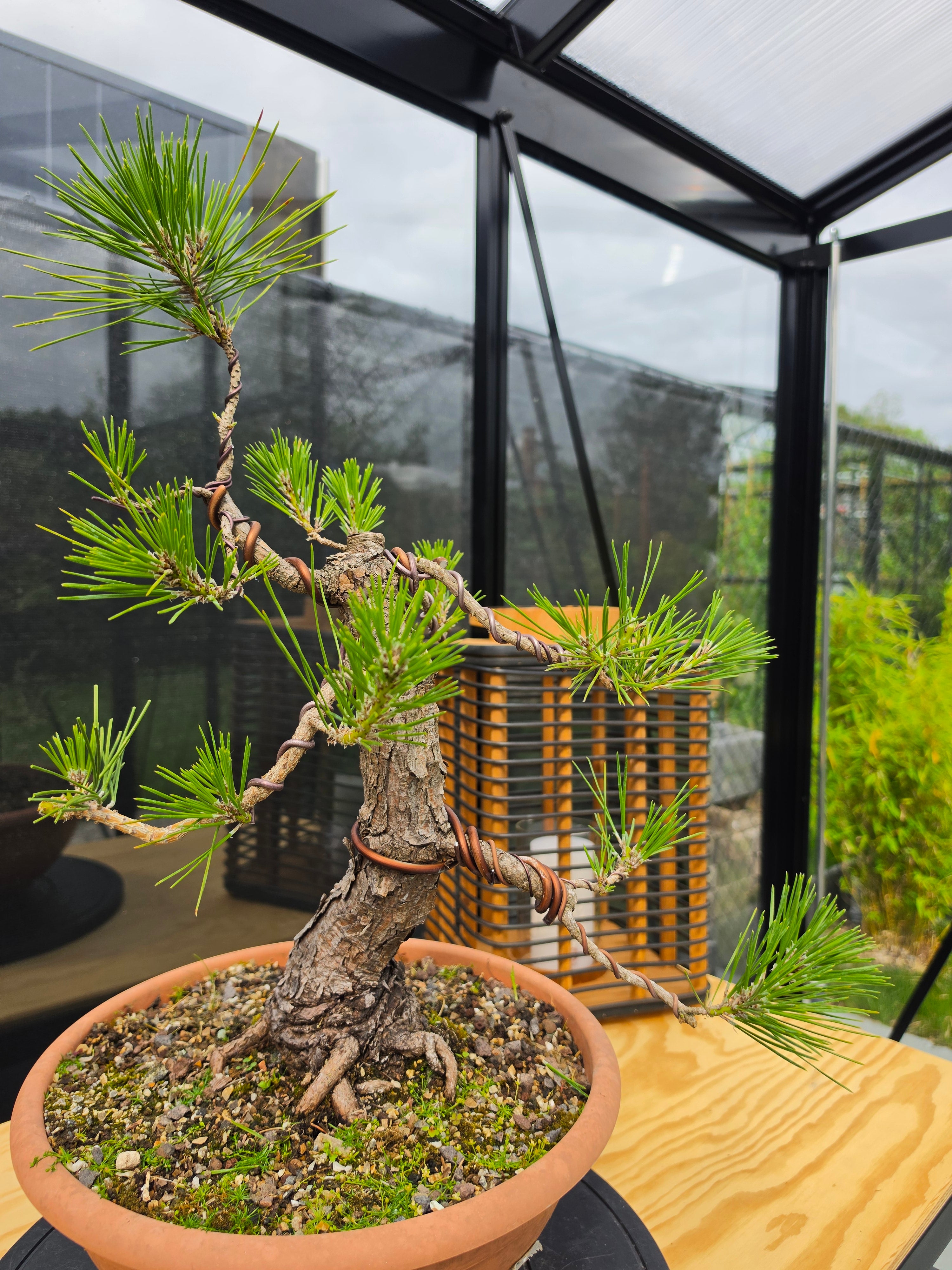 Pinus thunbergii Pre-Bonsai No.23