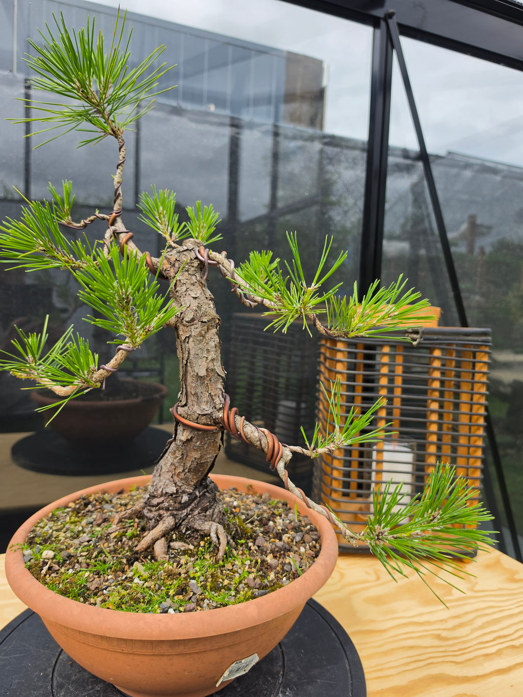 Pinus thunbergii Pre-Bonsai No.23