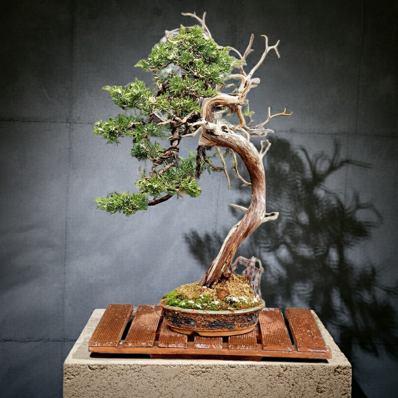 sandalwood tree bonsai Juniperus sabina Yamadori bonsai No.1 – Bonsai Lab