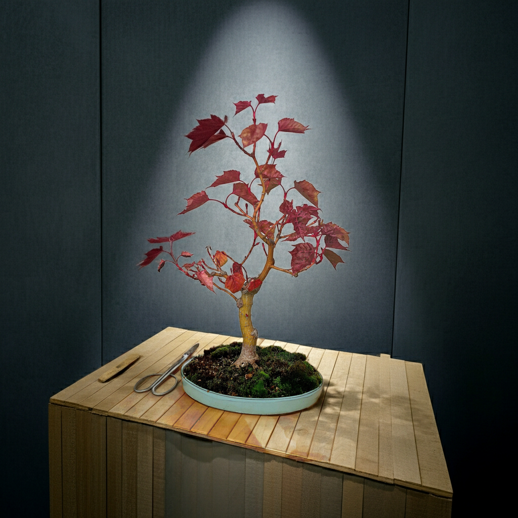 Acer Davidii Flamingo bonsai No. 1