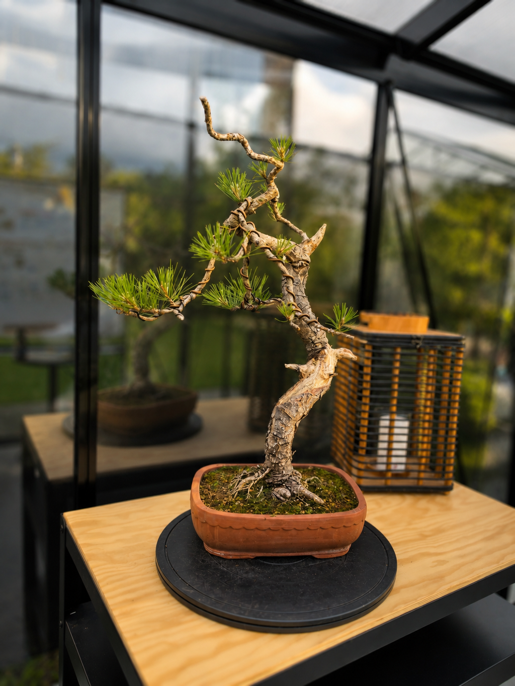 Pinus thunbergii Pre-Bonsai No.22