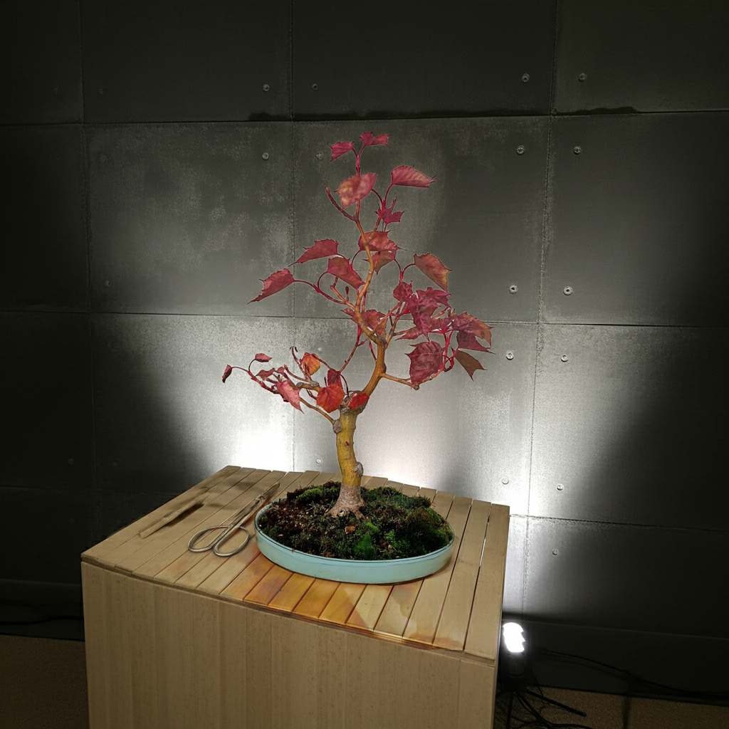 Acer Davidii Flamingo bonsai No. 1