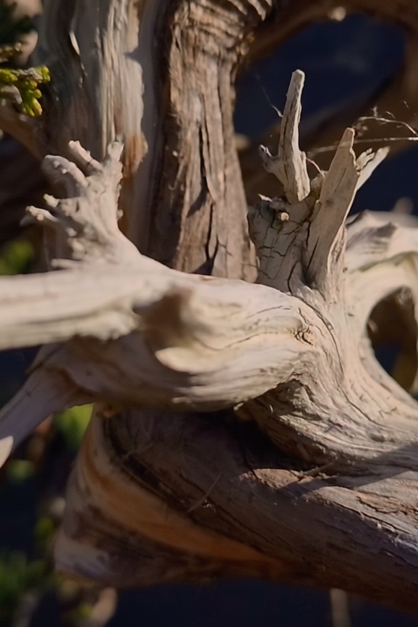 Juniperus sabina Yamadori bonsai nr.1
