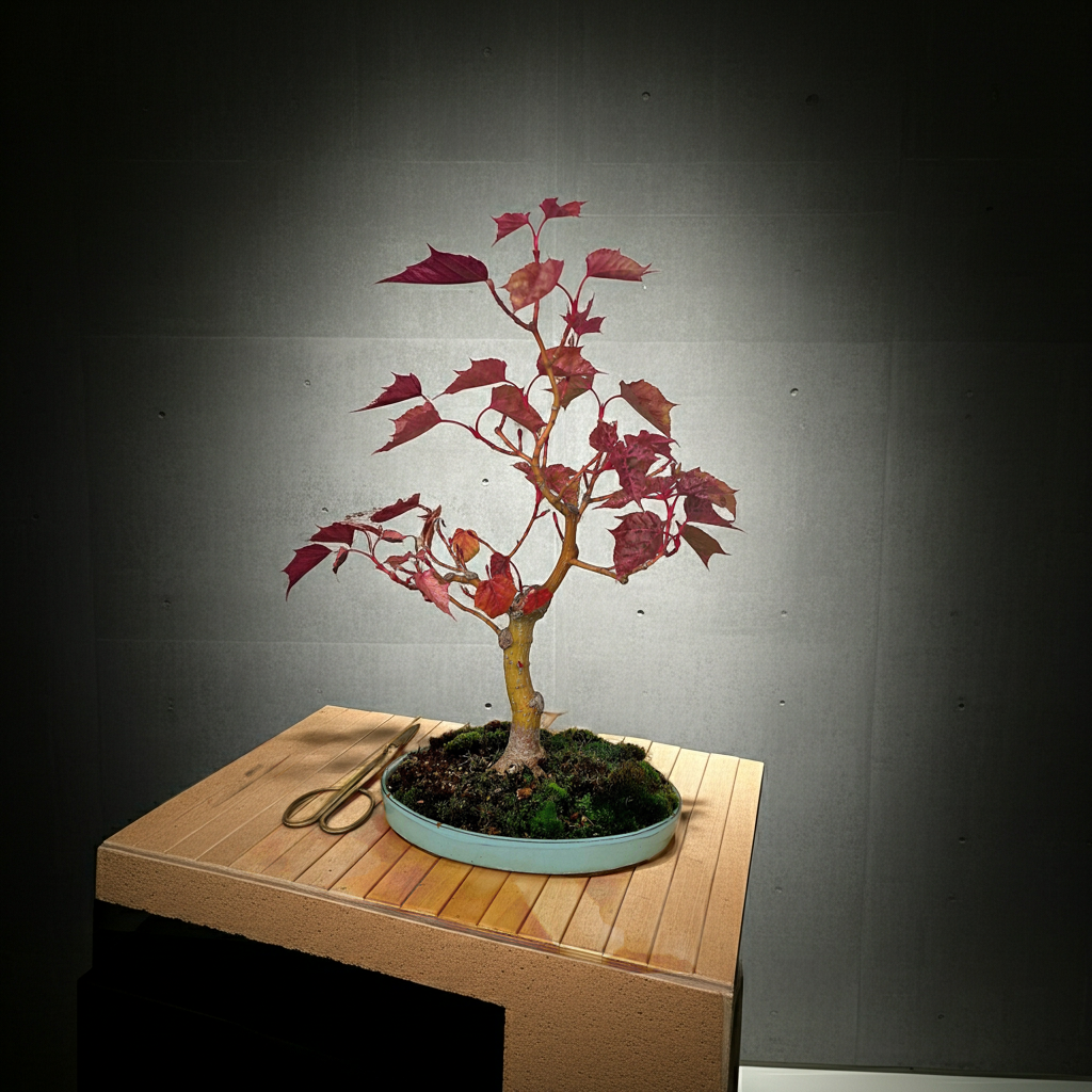 Acer Davidii Flamingo bonsai No. 1