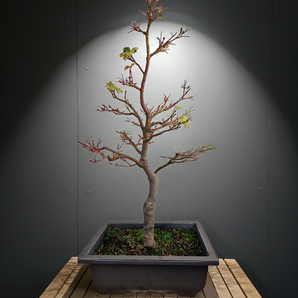 Acer palmatum sangokaku bonsai No.1