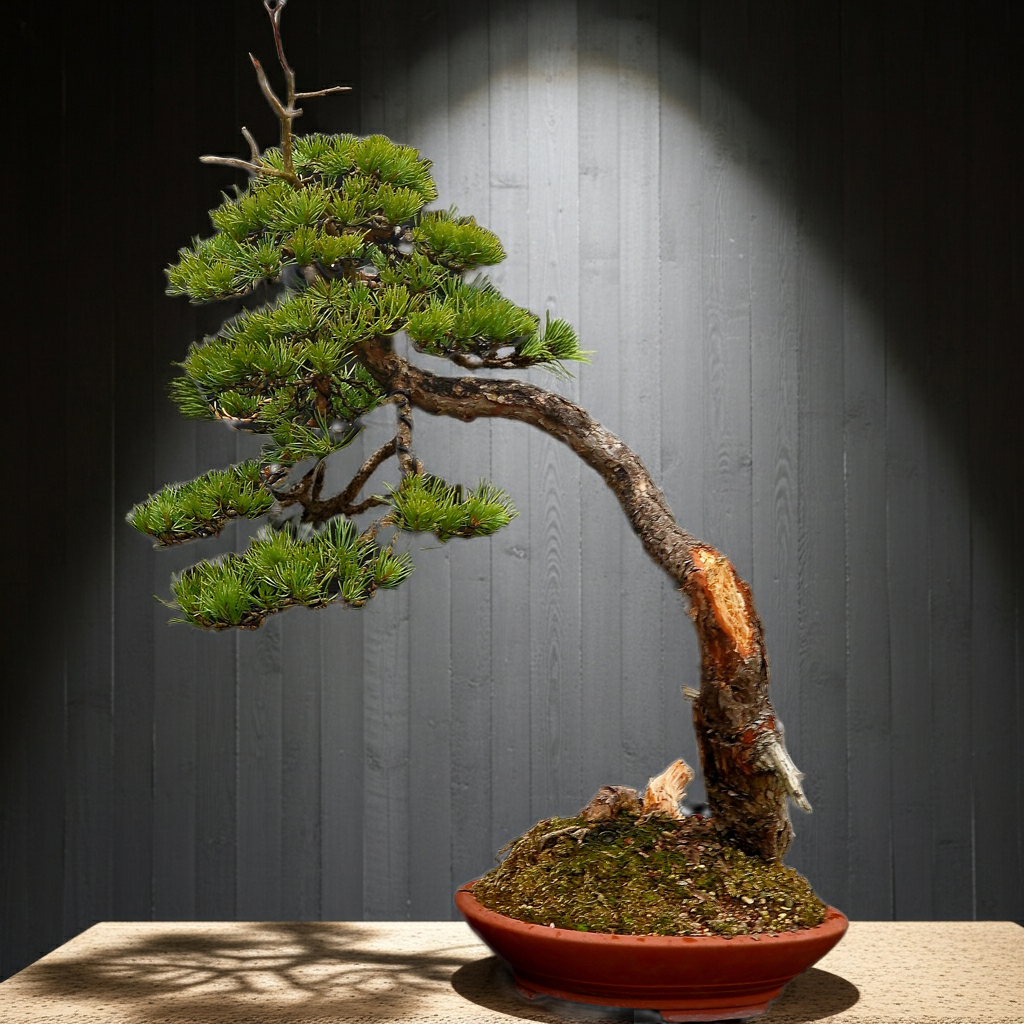 Pinus sylvestris Yamadori bonsai No.1