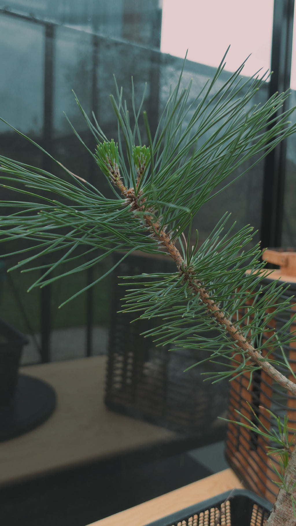 Pinus thunbergii Pre-Bonsai No.18