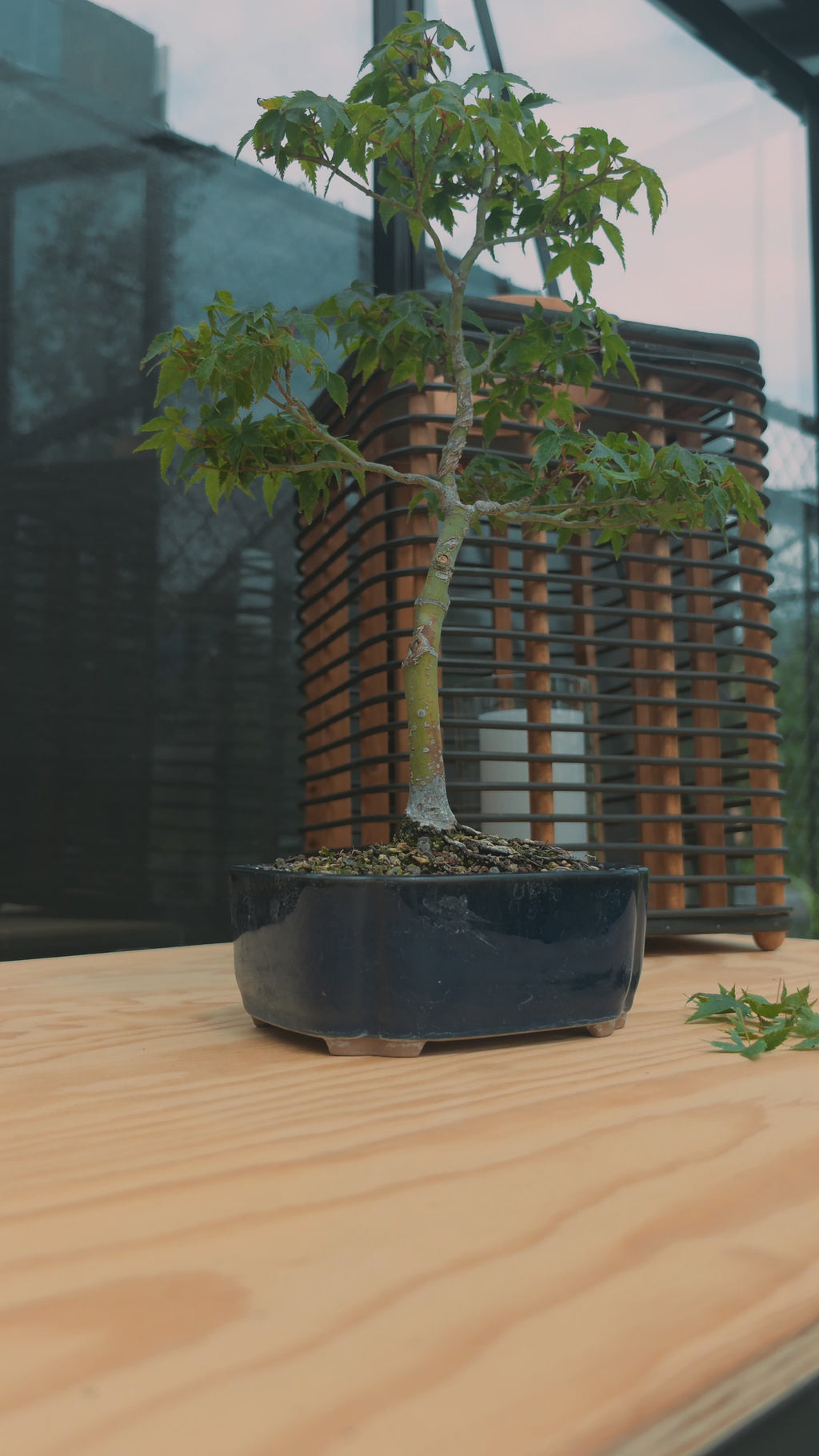 Acer palmatum bonsai Little Princess N0.11