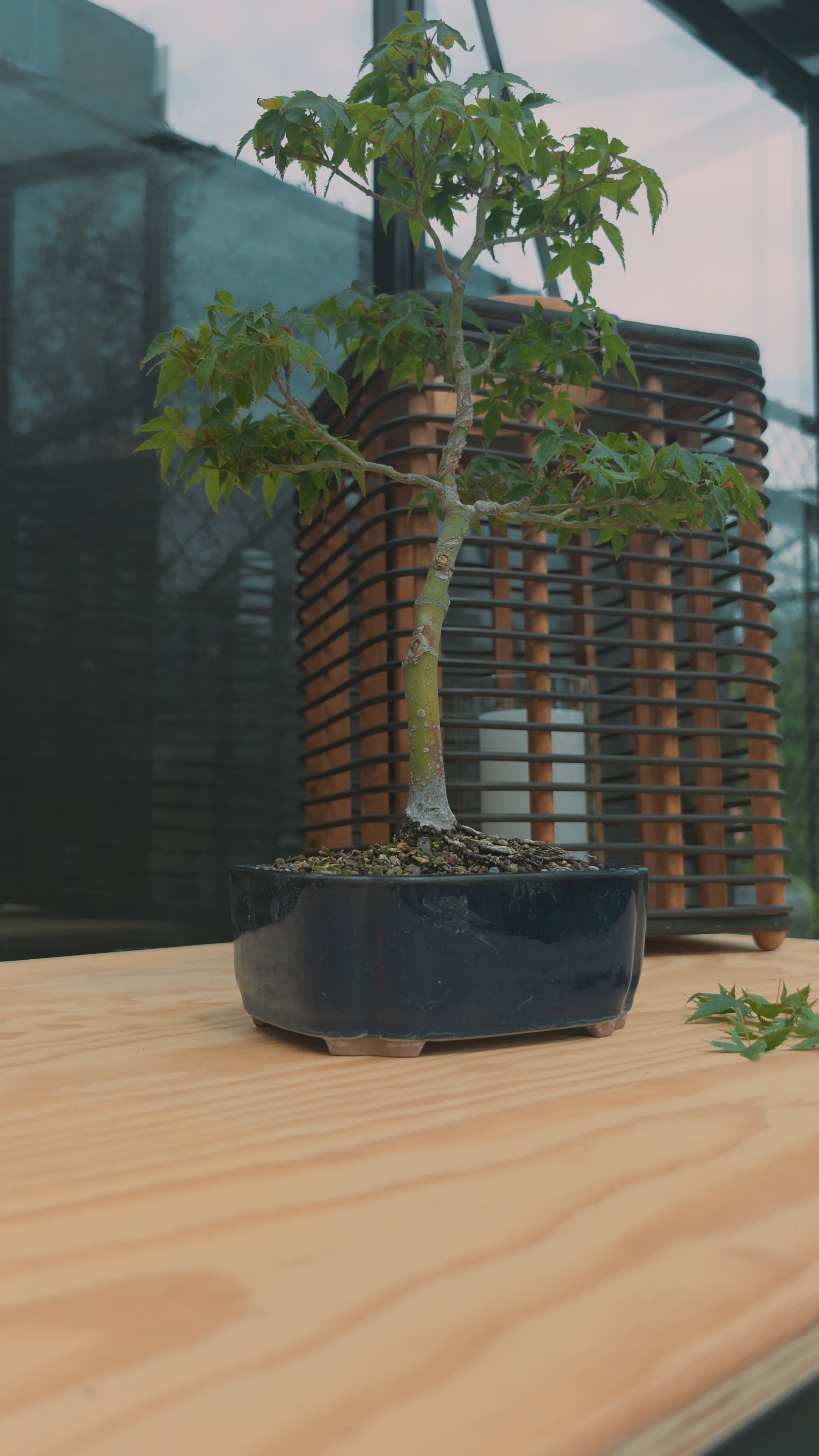 Acer palmatum bonsai Little Princess N0.11