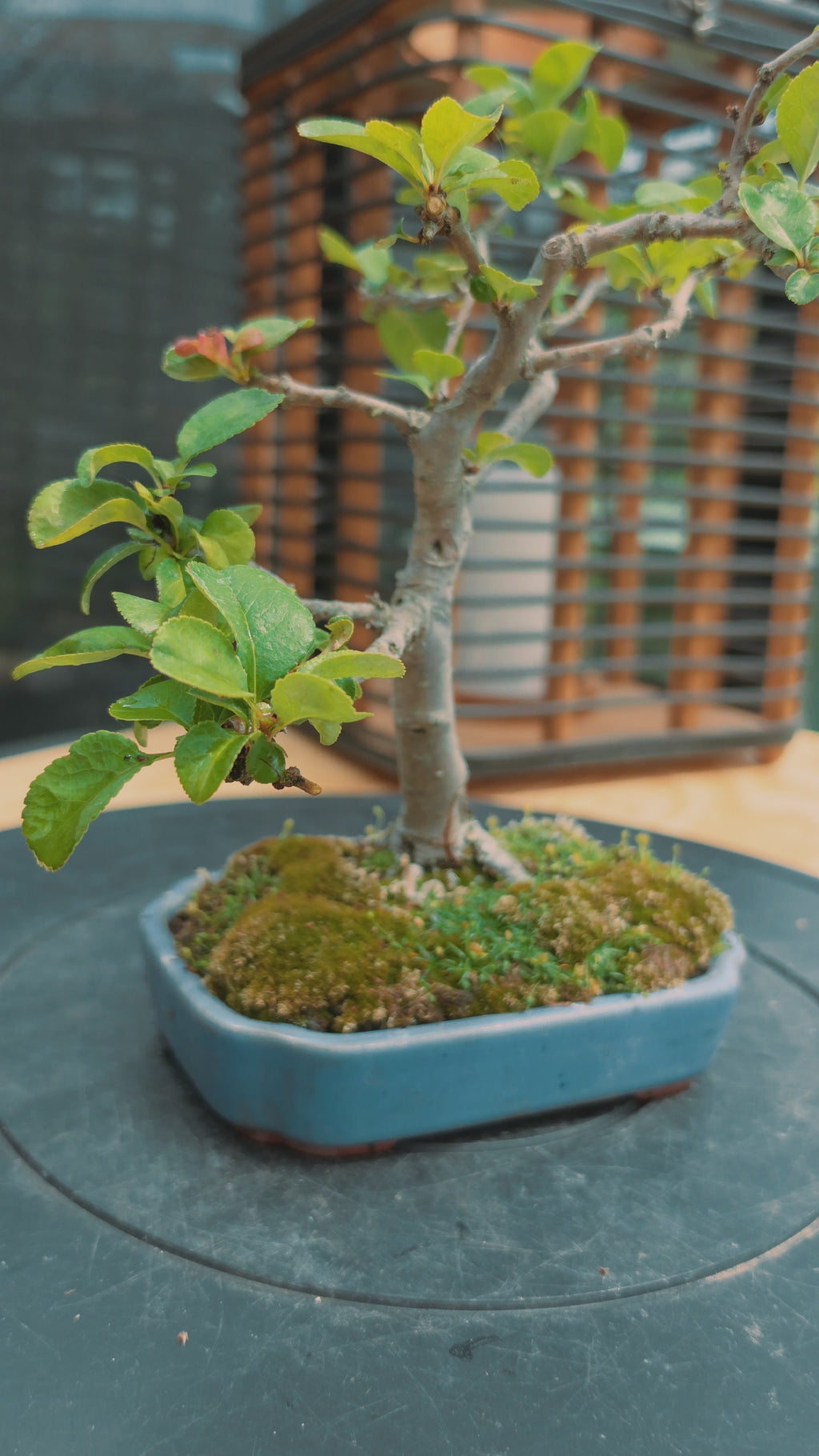 Chaenomeles japonica No.5
