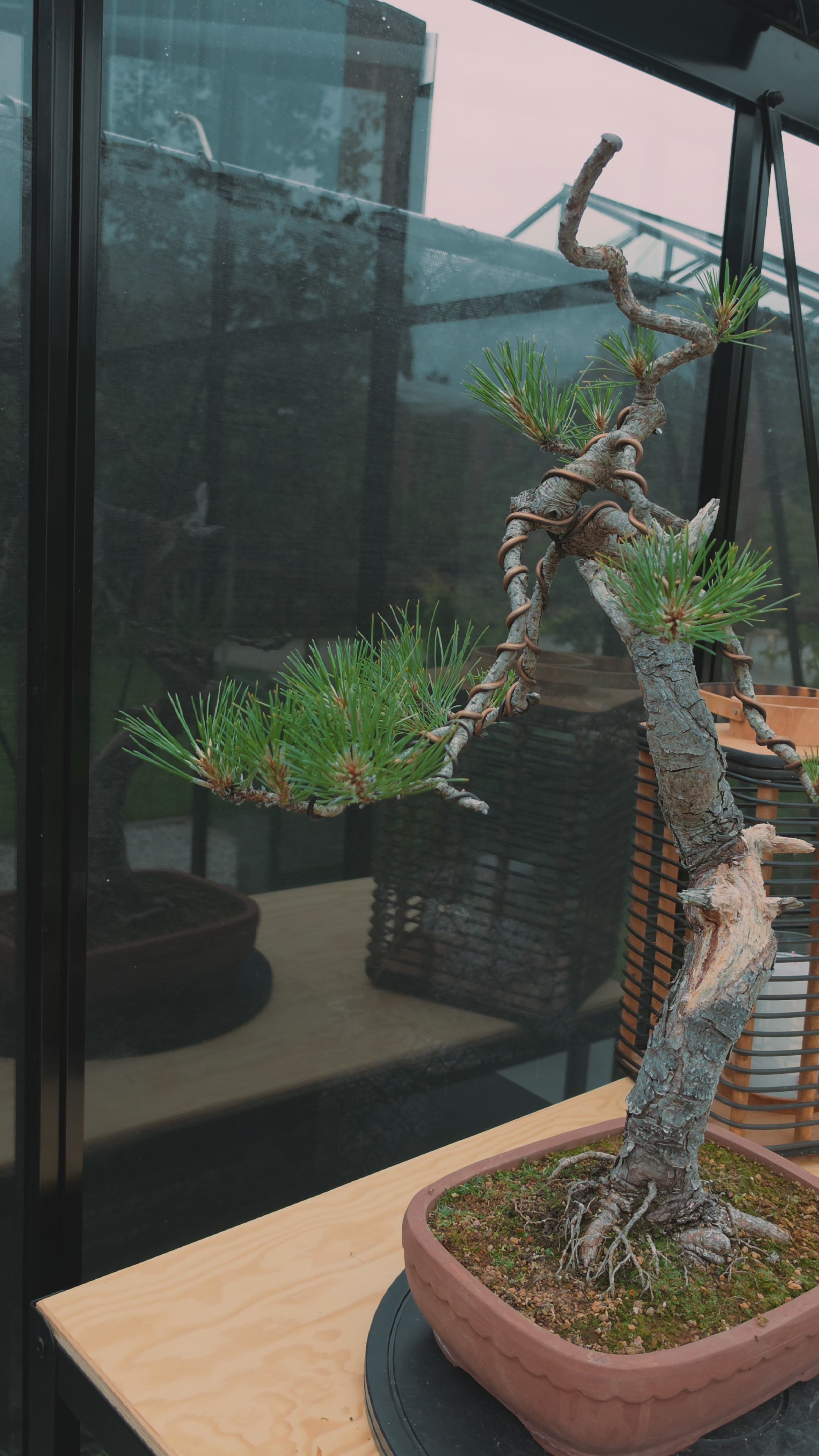 Pinus thunbergii Pre-Bonsai No.22
