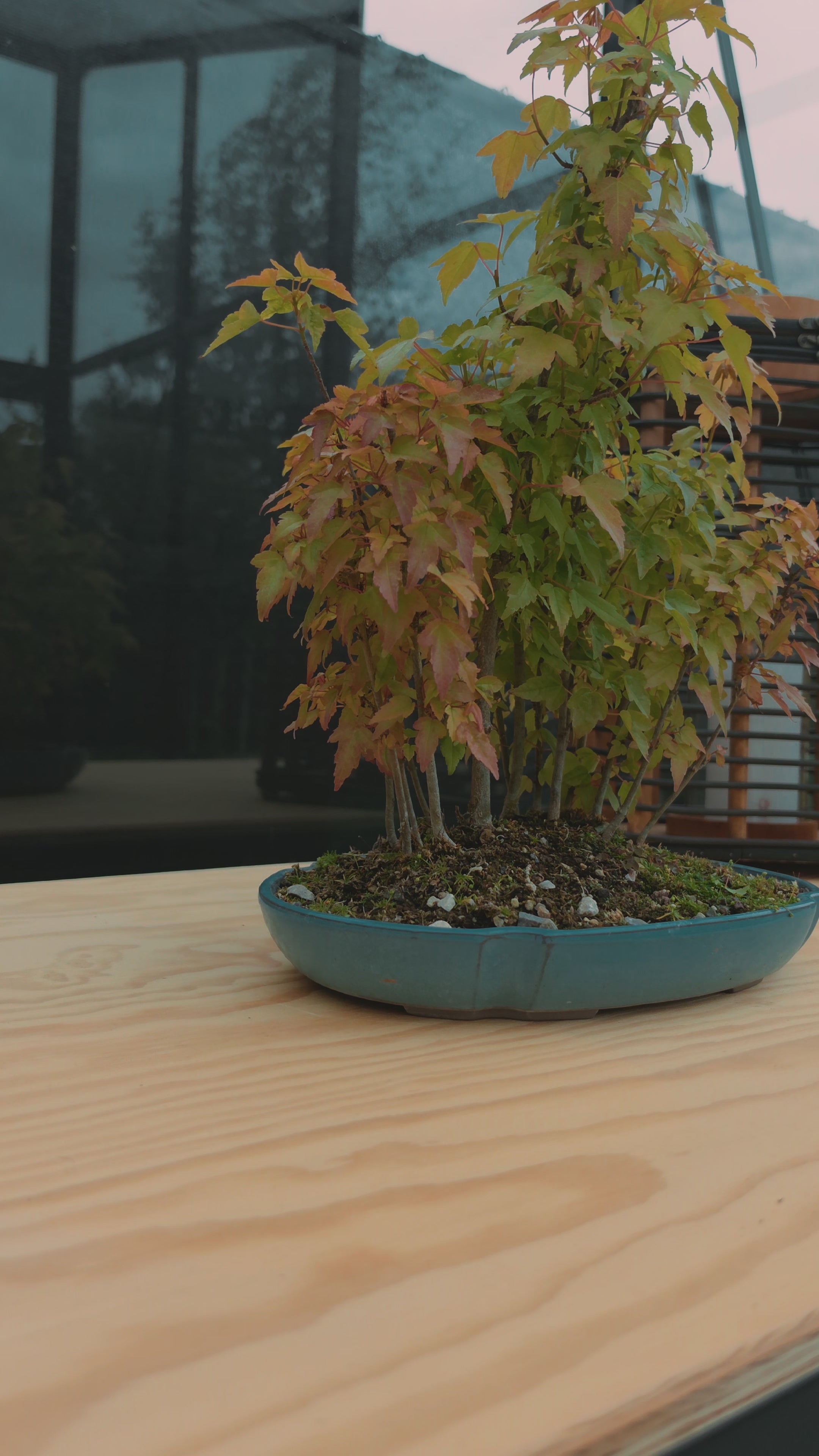 Acer Buergerianum bonsai forrest NO.7