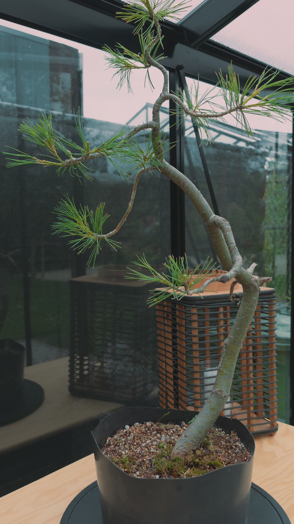 Pinus Cembra Pre-Bonsai No.83