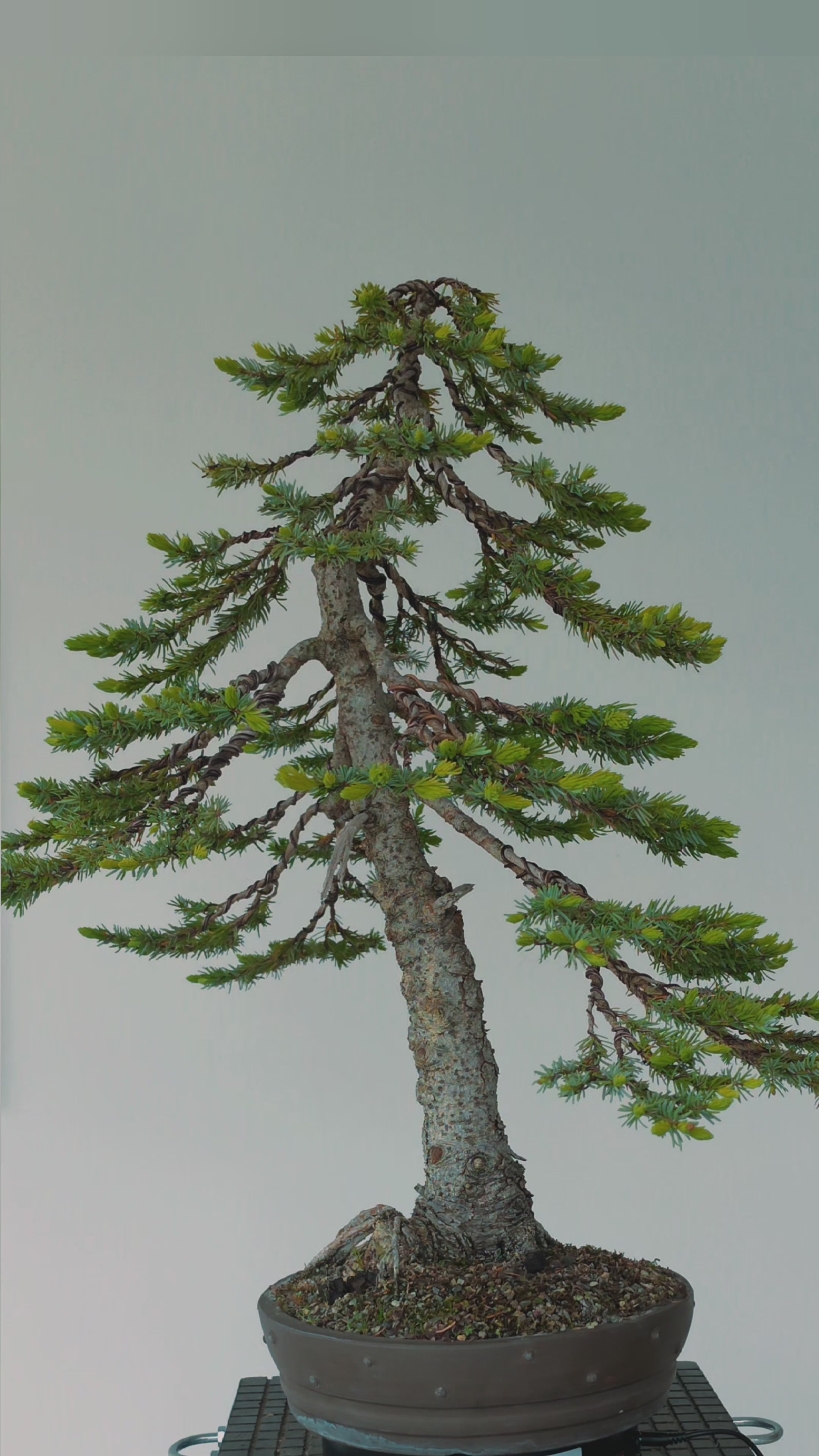Picea Omorika bonsai  No.