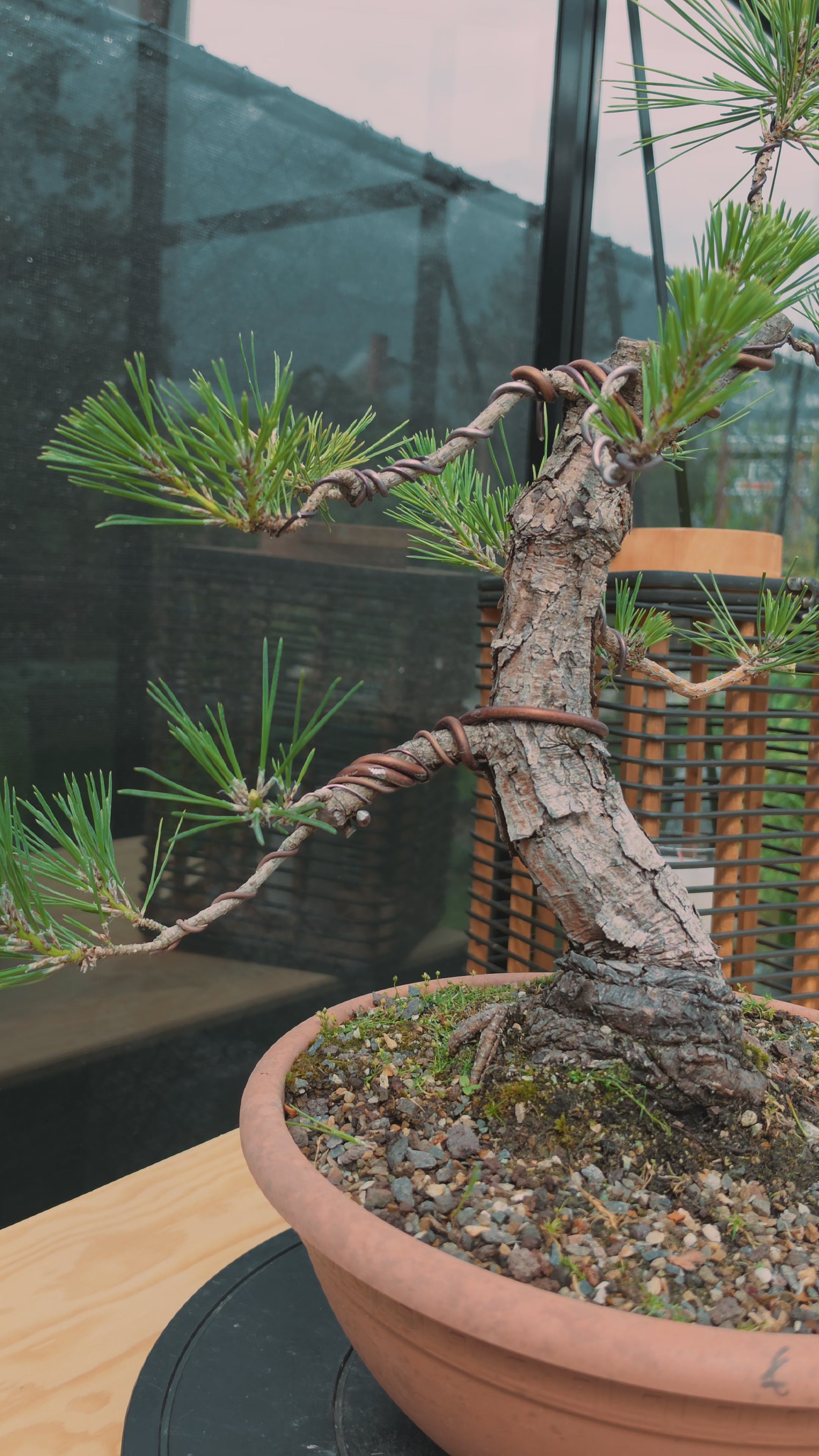 Pinus thunbergii Pre-Bonsai No.23