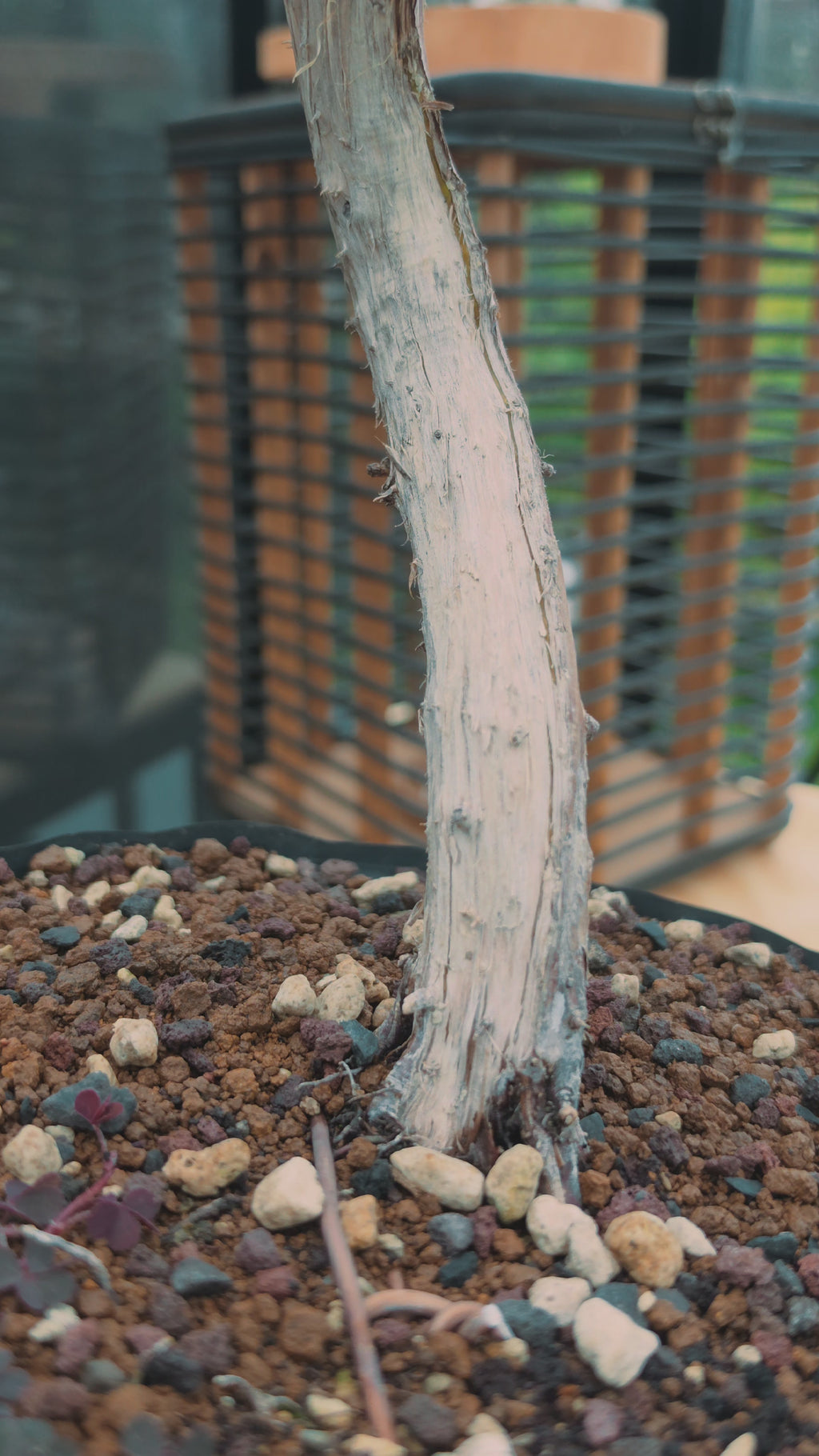 Juniper itoigawa bonsai No.13