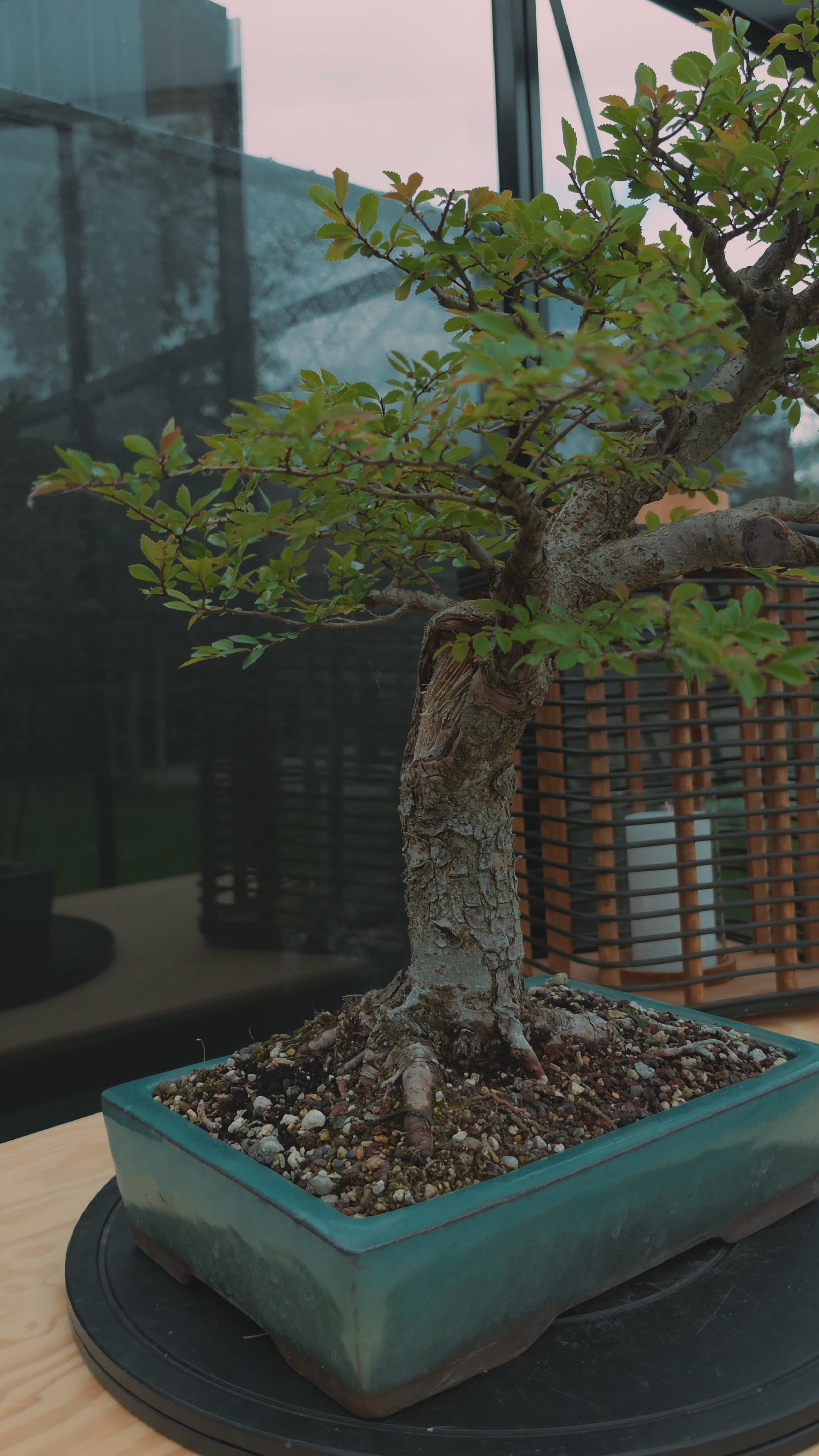 Ulmus parvifolia N0.6