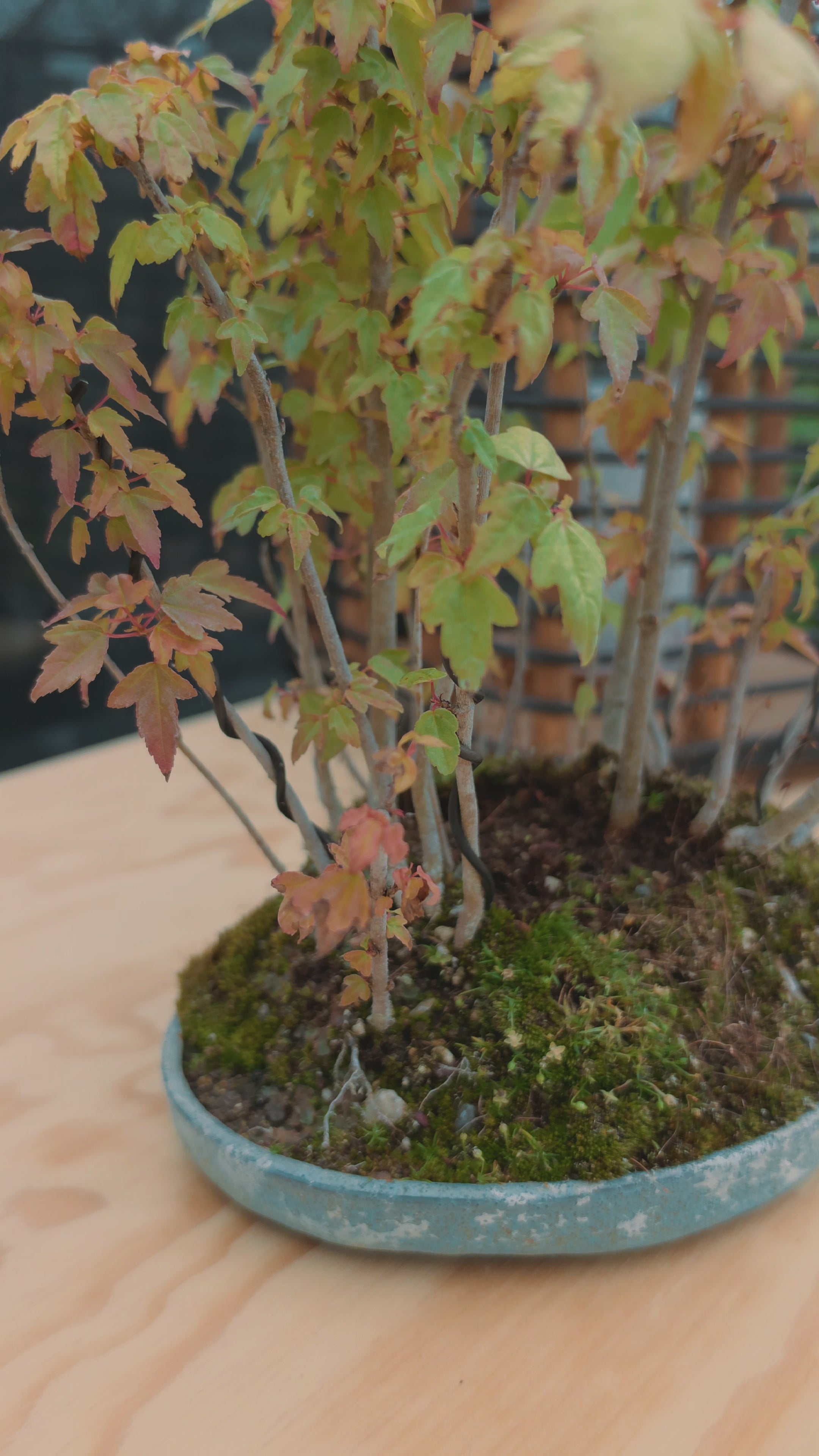 Acer Buergerianum shohin bonsai forrest NO.10