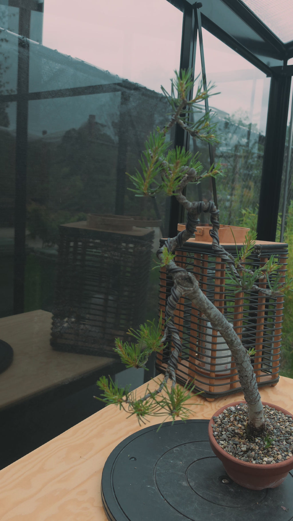 Pinus sylvestris pre bonsai No.1