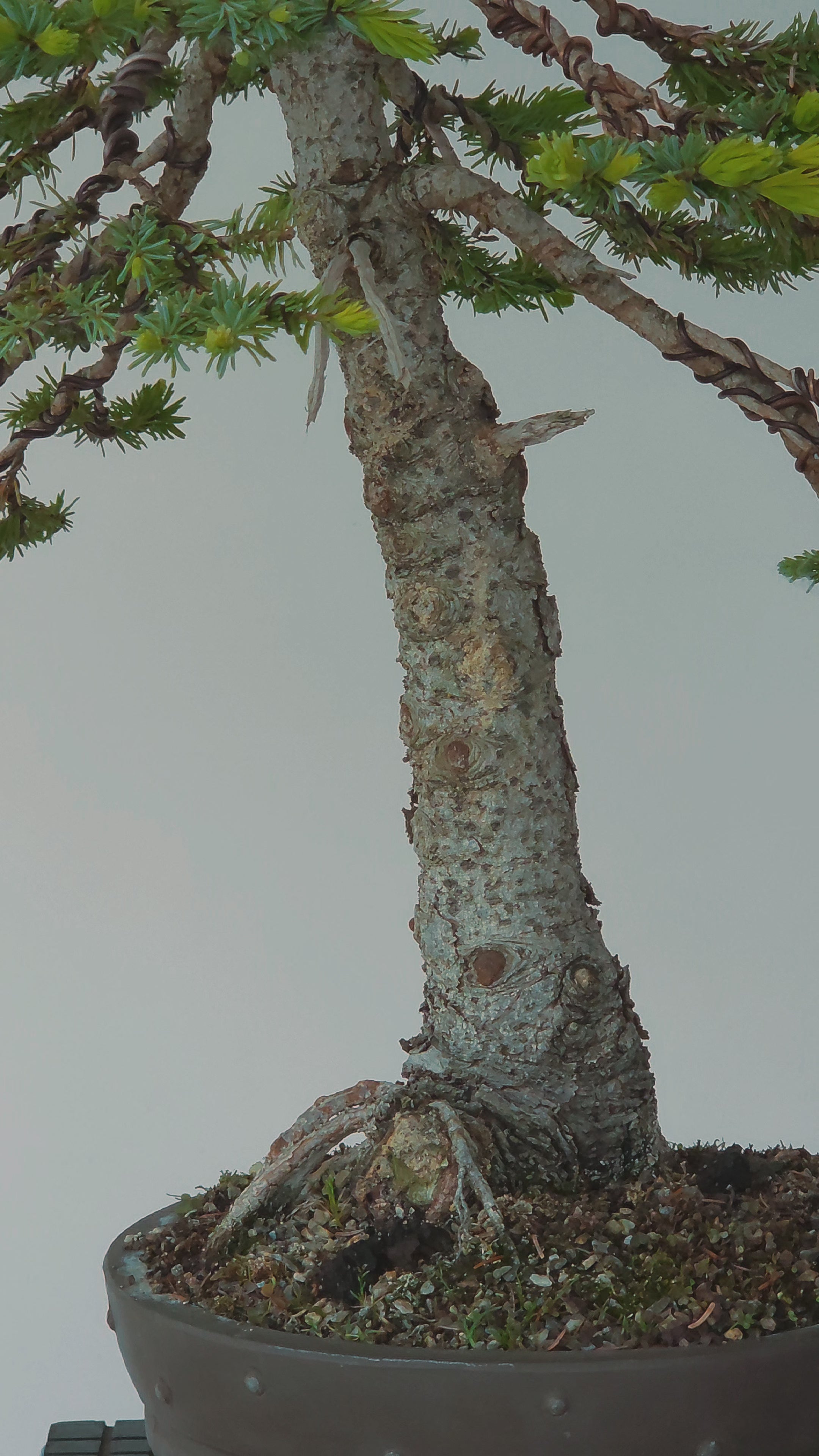 Picea Omorika bonsai  No.