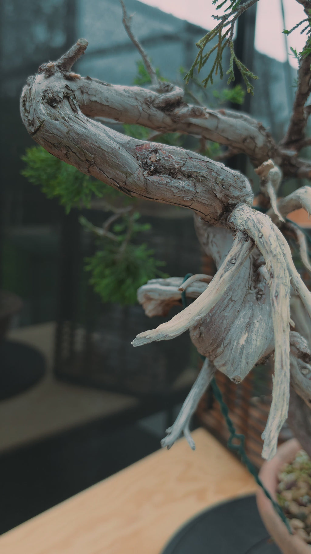 Juniperus sabina Yamadori No.15