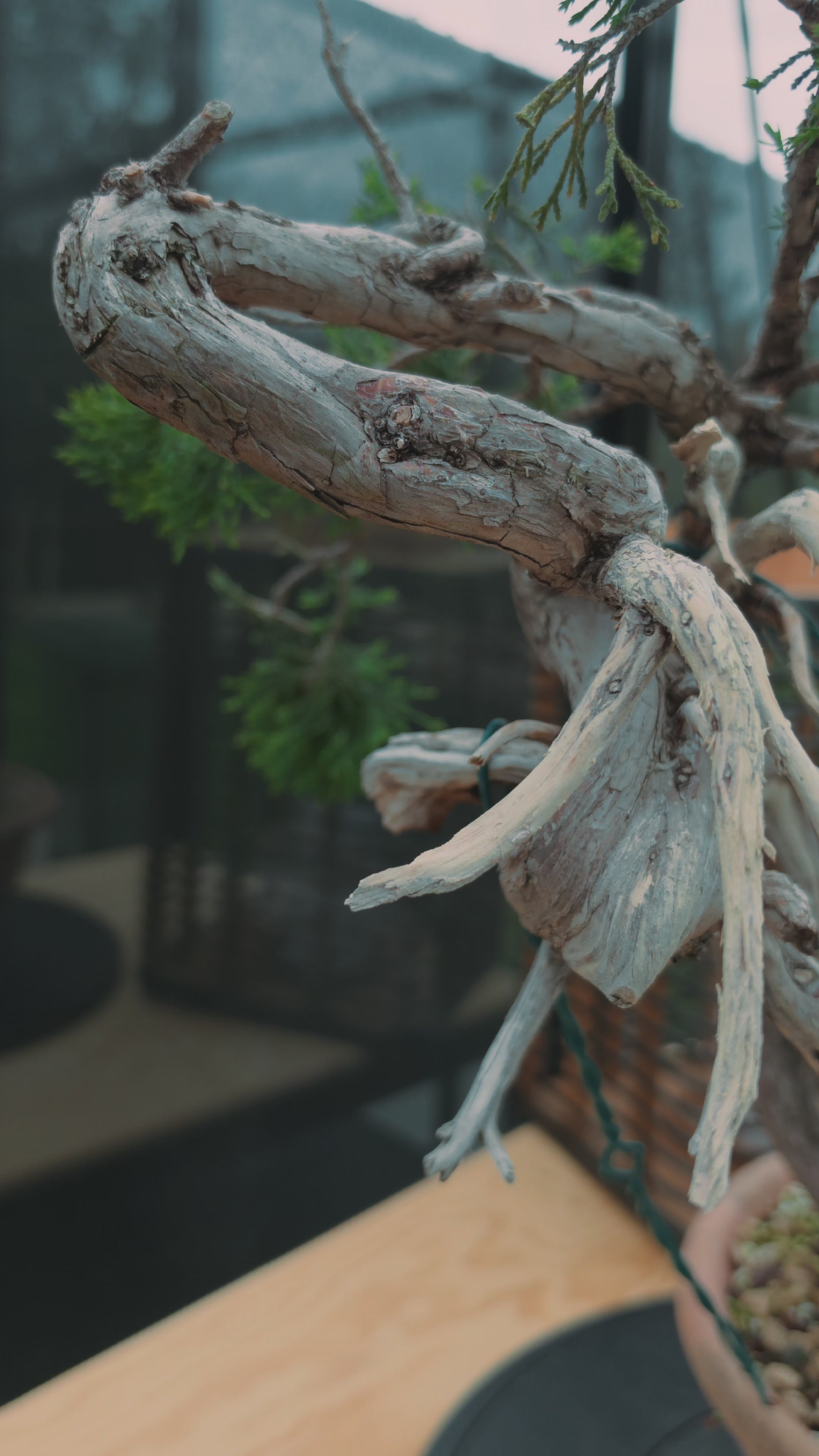 Juniperus sabina Yamadori No.15