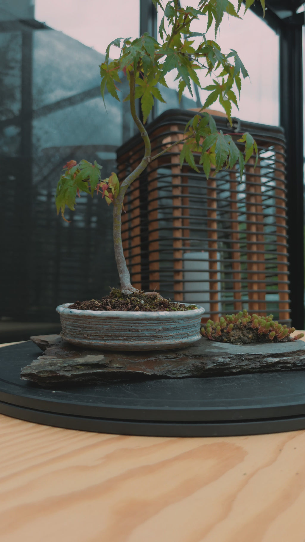 Acer palmatum bonsai composition on rock N0.4