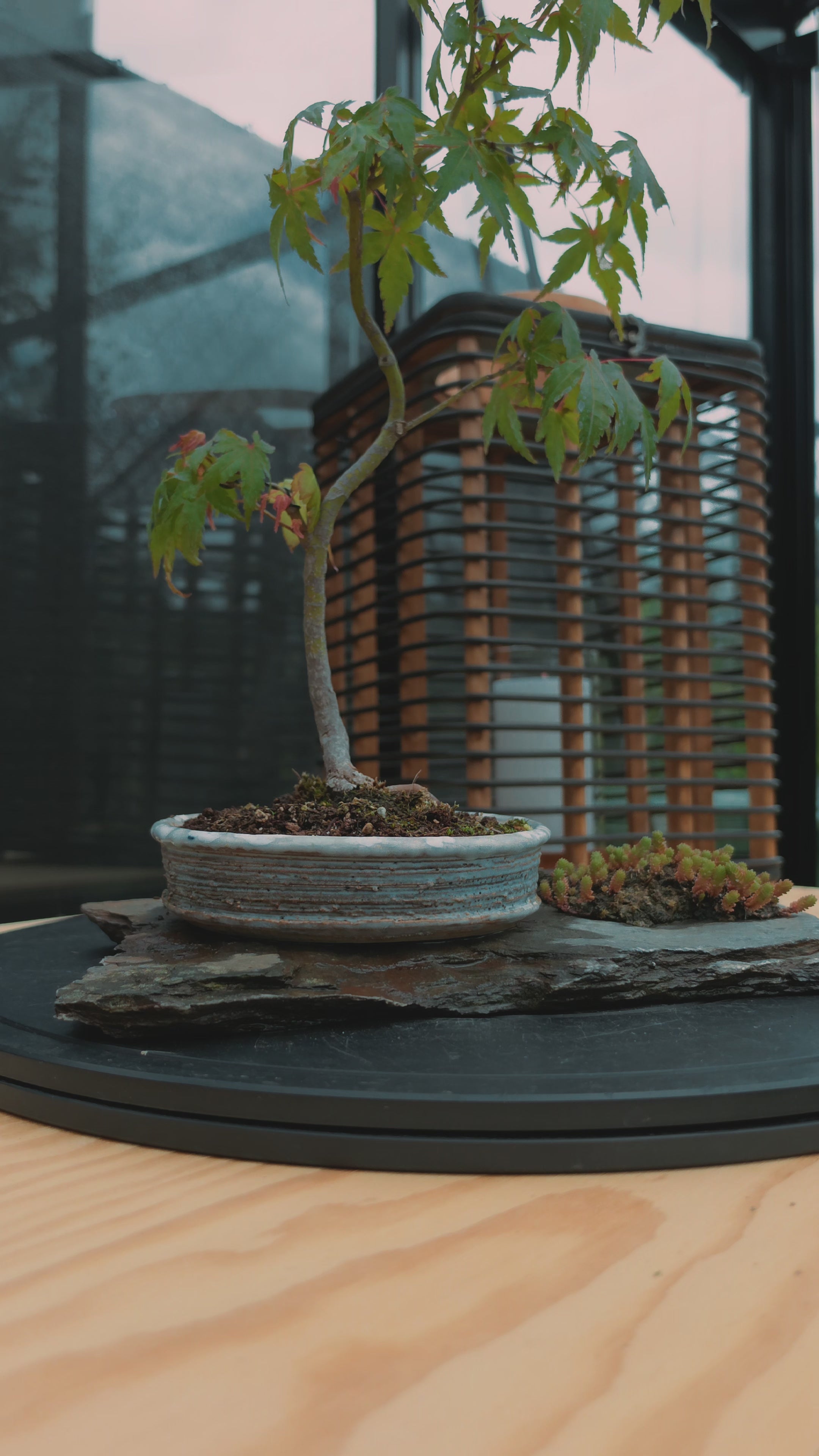 Acer palmatum bonsai composition on rock N0.4