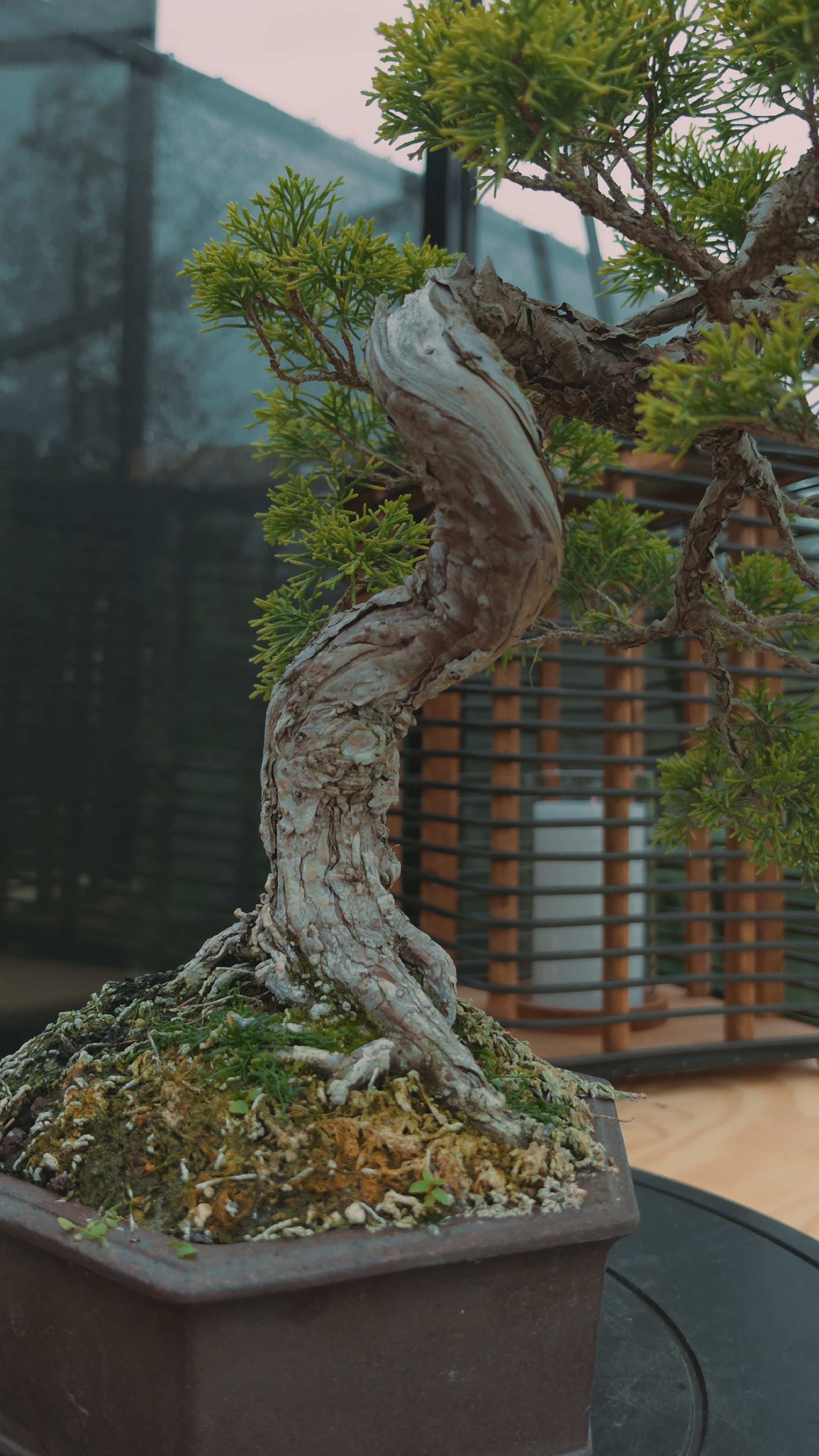 Juniper itoigawa bonsai No.1