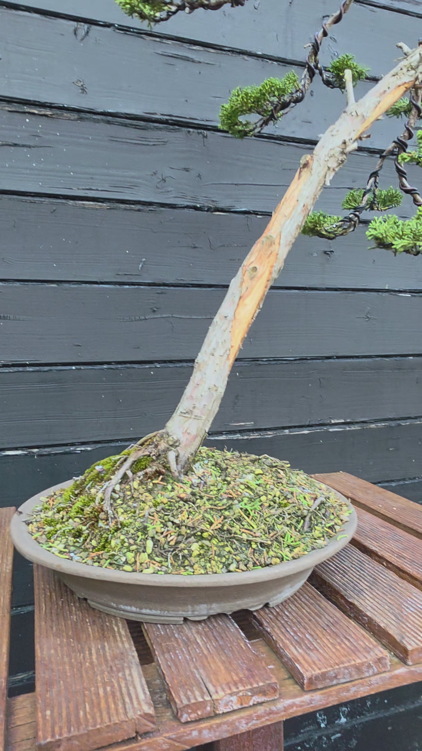 Juniper itoigawa bonsai No.1