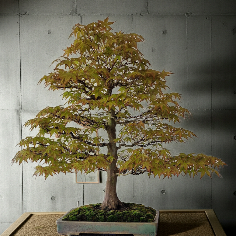 Acer palmatum bonsai No.1